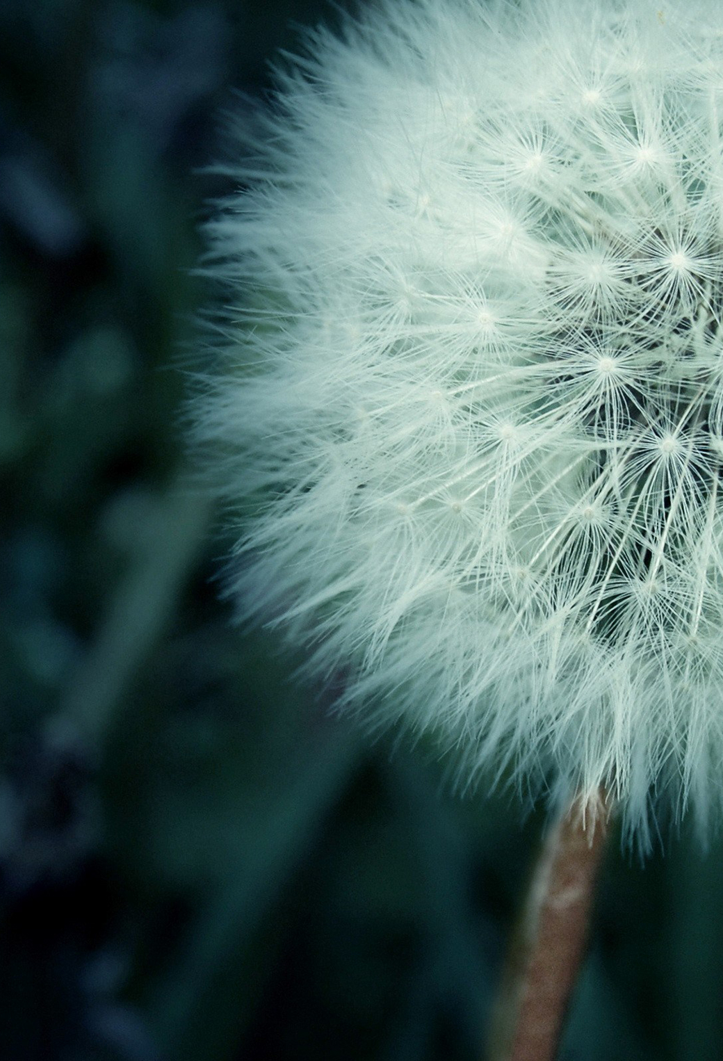 Dandelion Wallpaper for iPhone 11, Pro