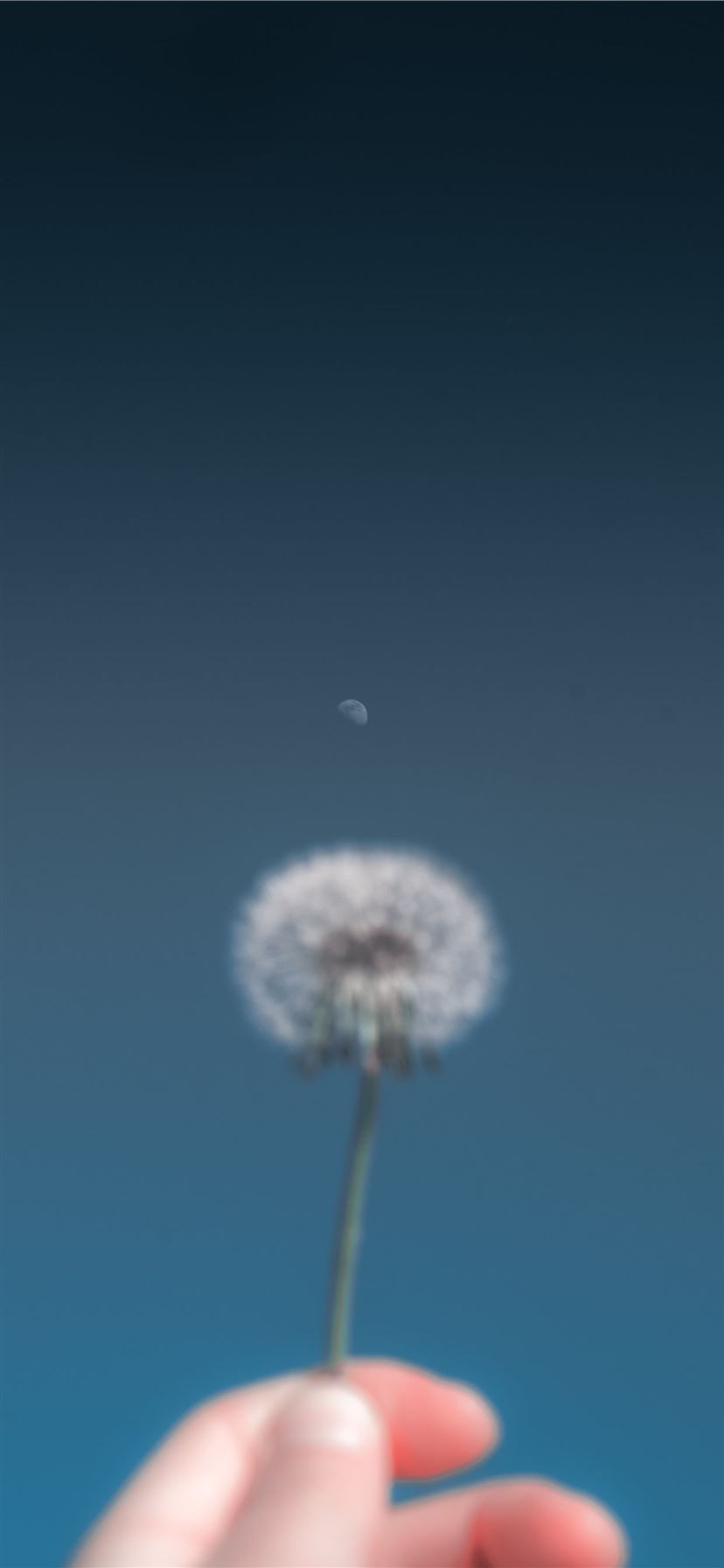 person holding dandelion flower iPhone