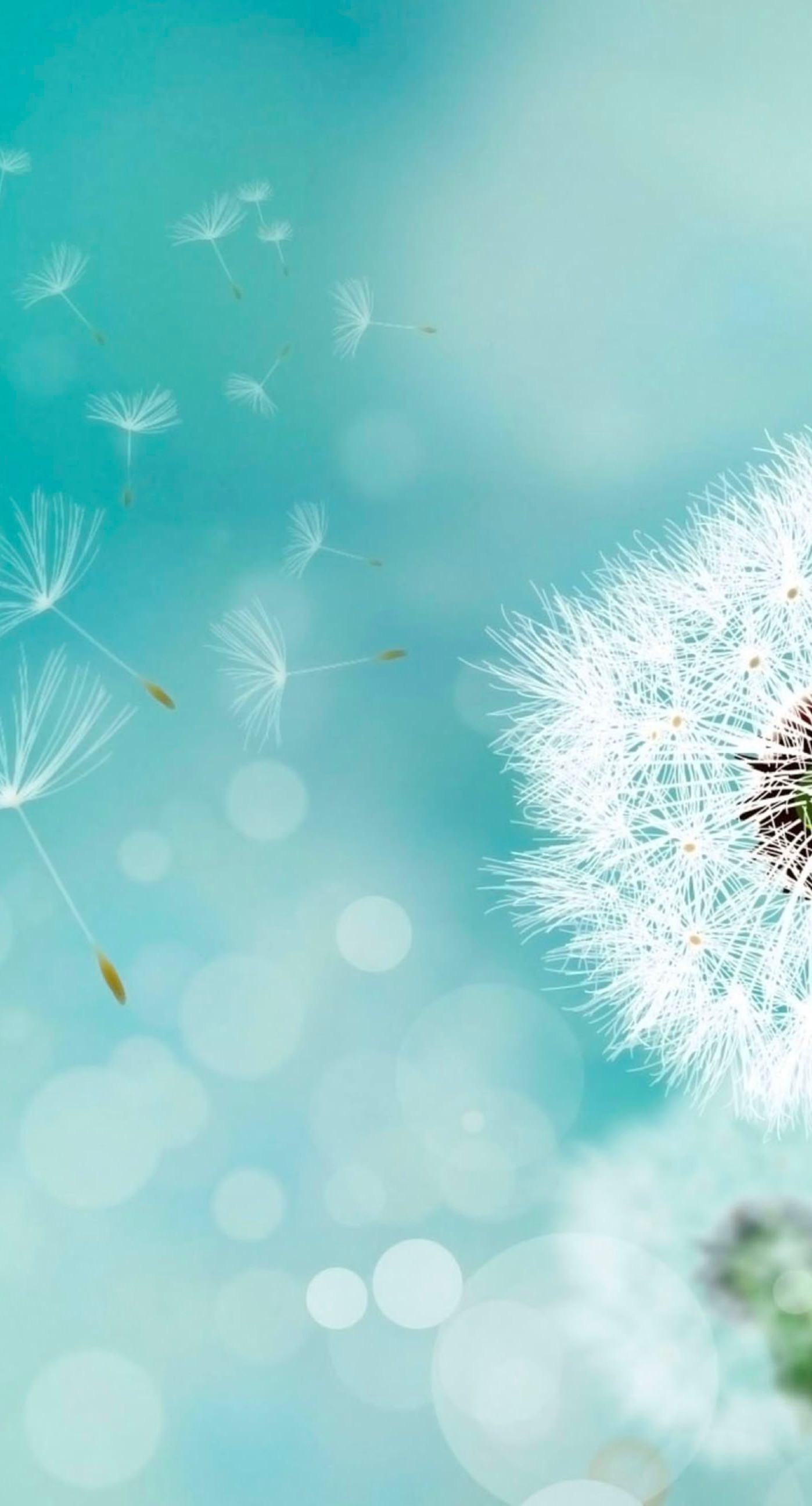 Dandelion natural blue. wallpaper.sc