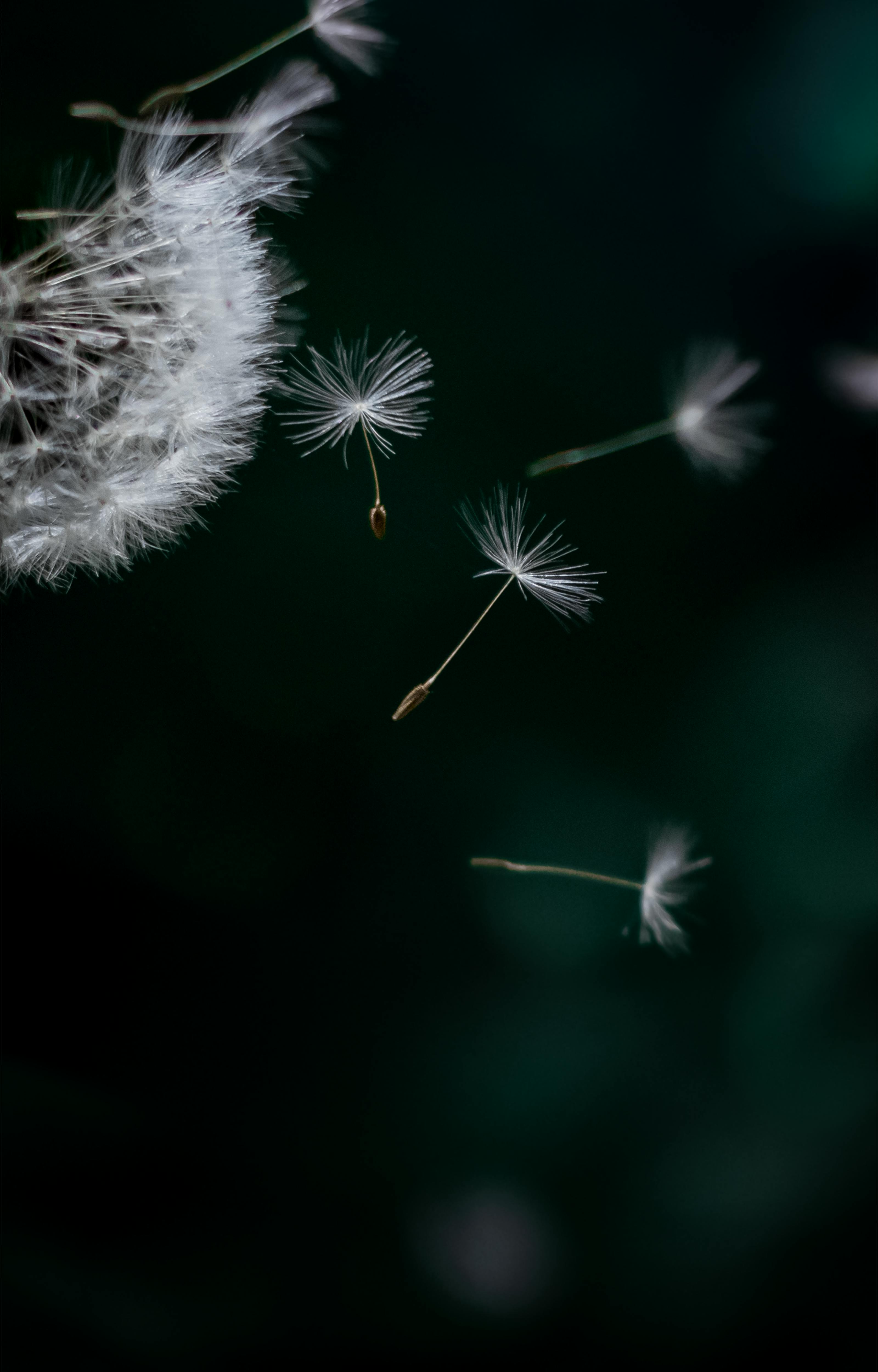 Dandelion Seeds Flying · Free