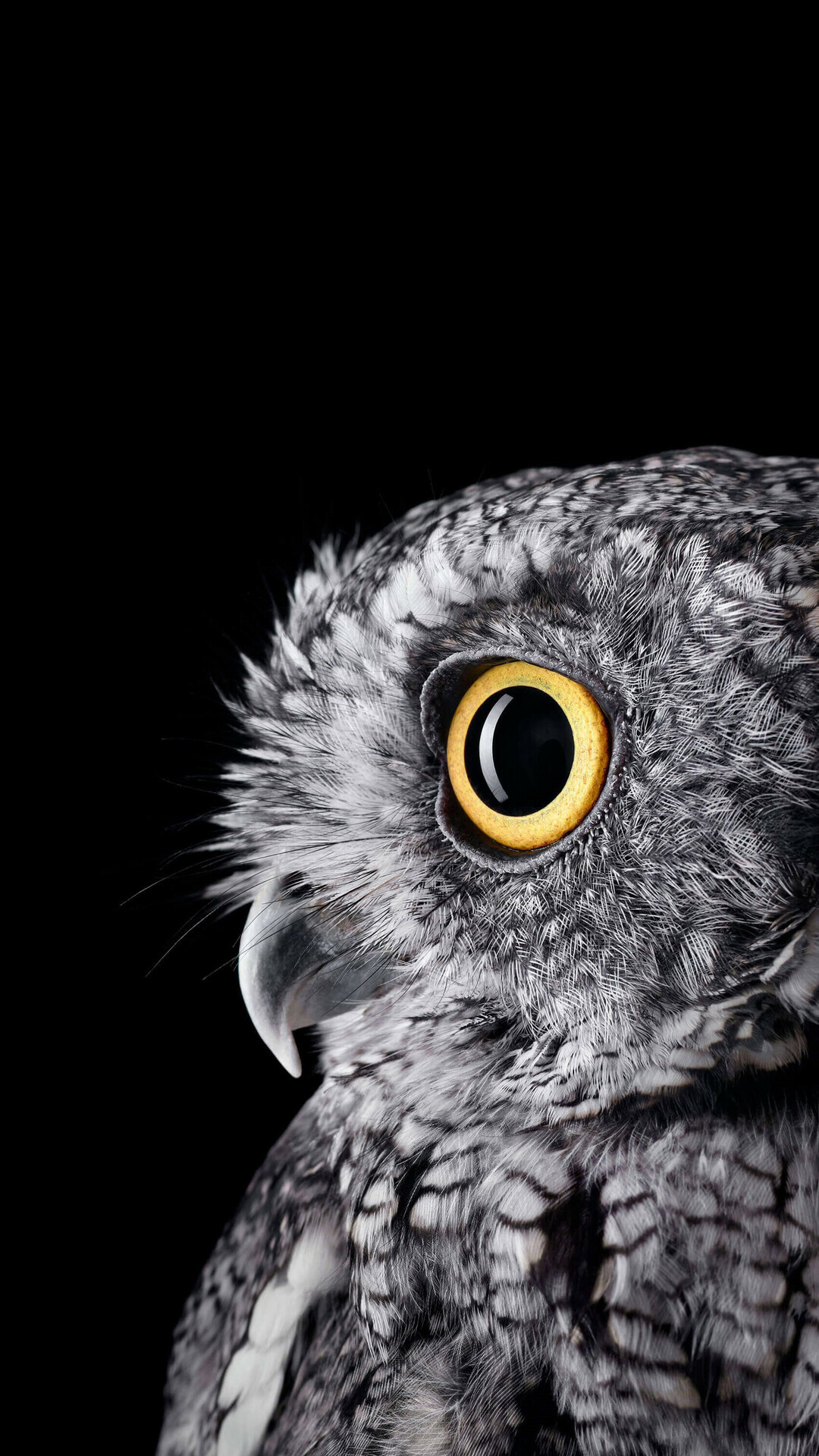 Owl Wallpaper
