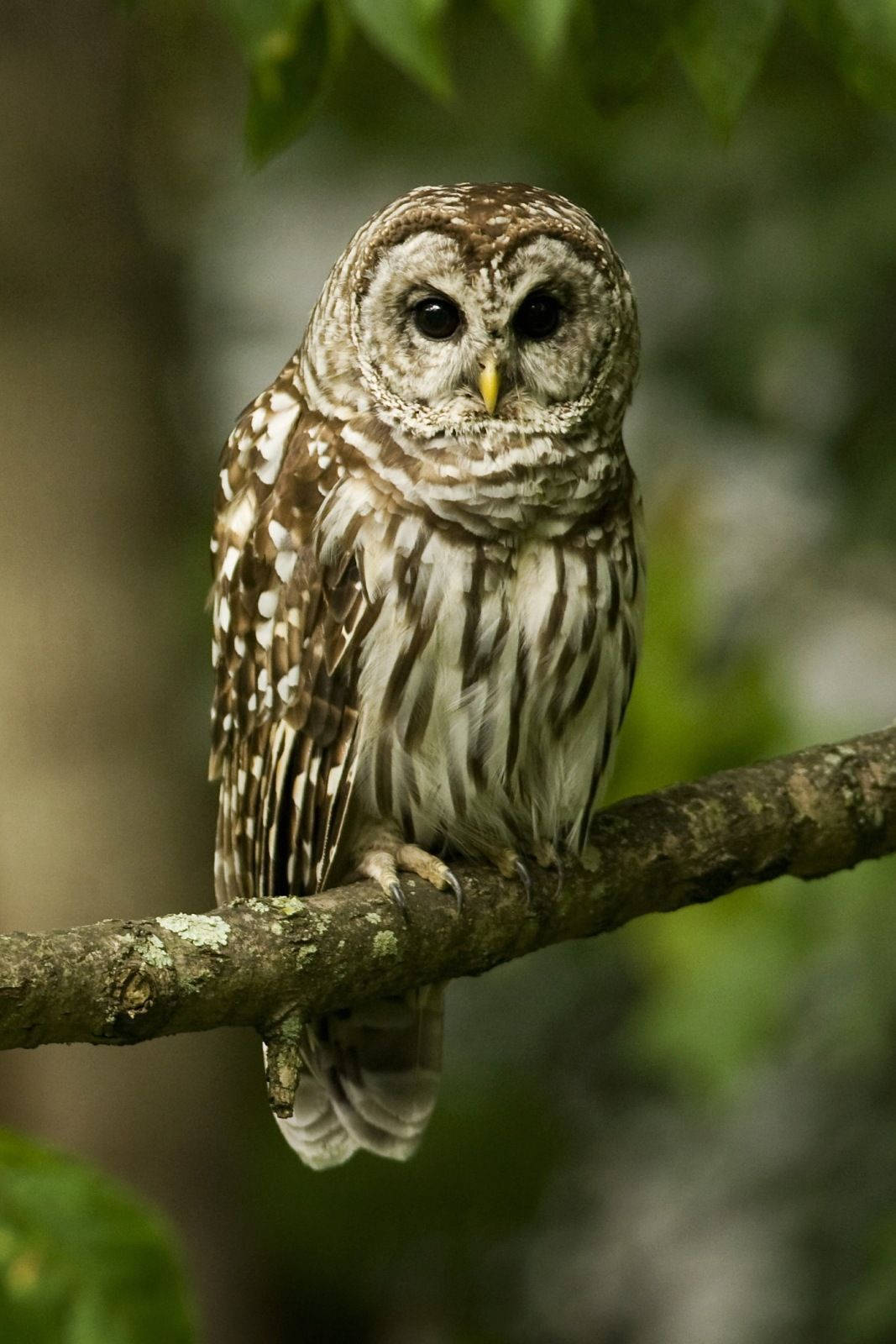 Owl HD Wallpaper (100++)