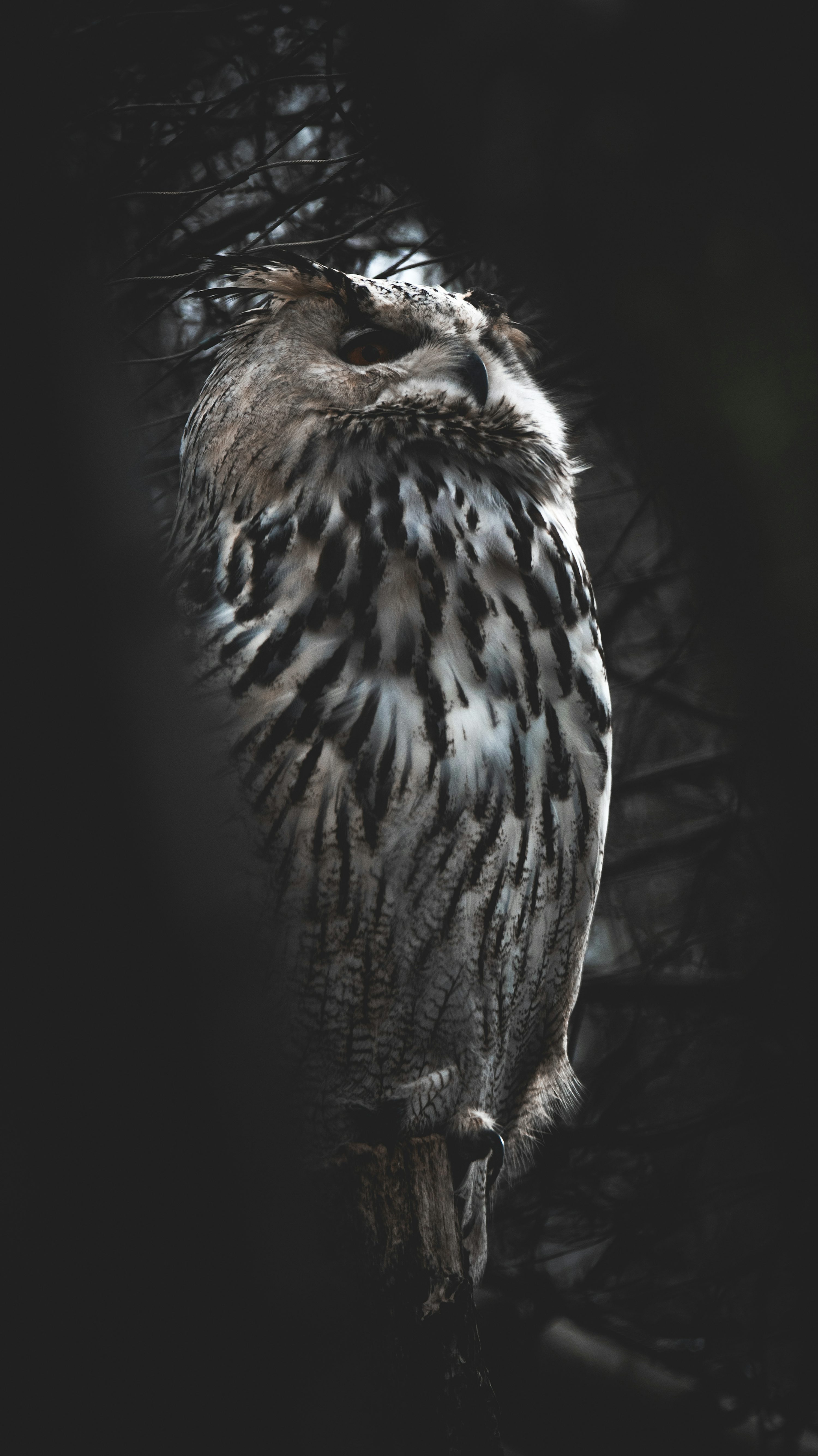Owl Wallpaper: Free HD Download