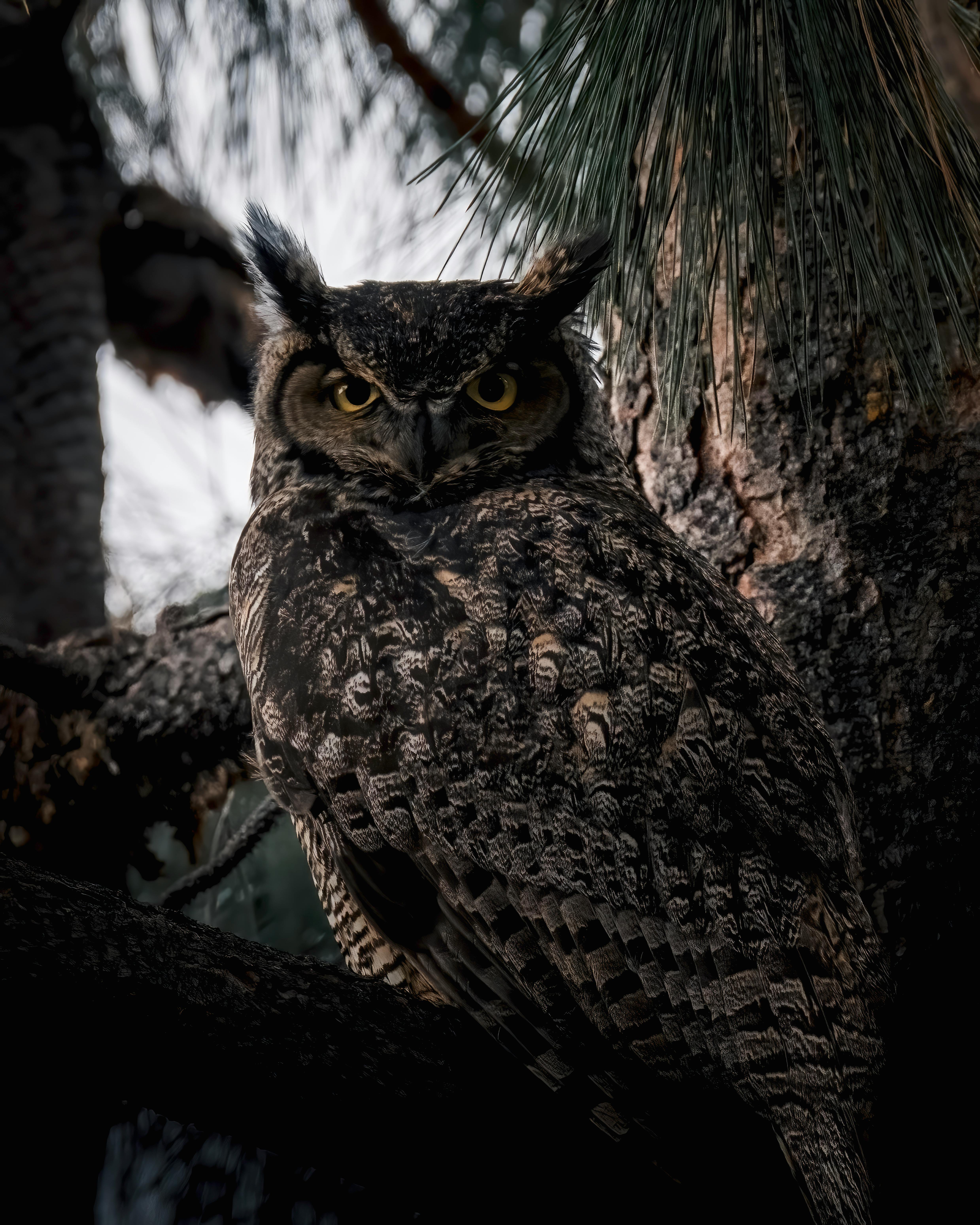 Great Horned Owl Photo, Download