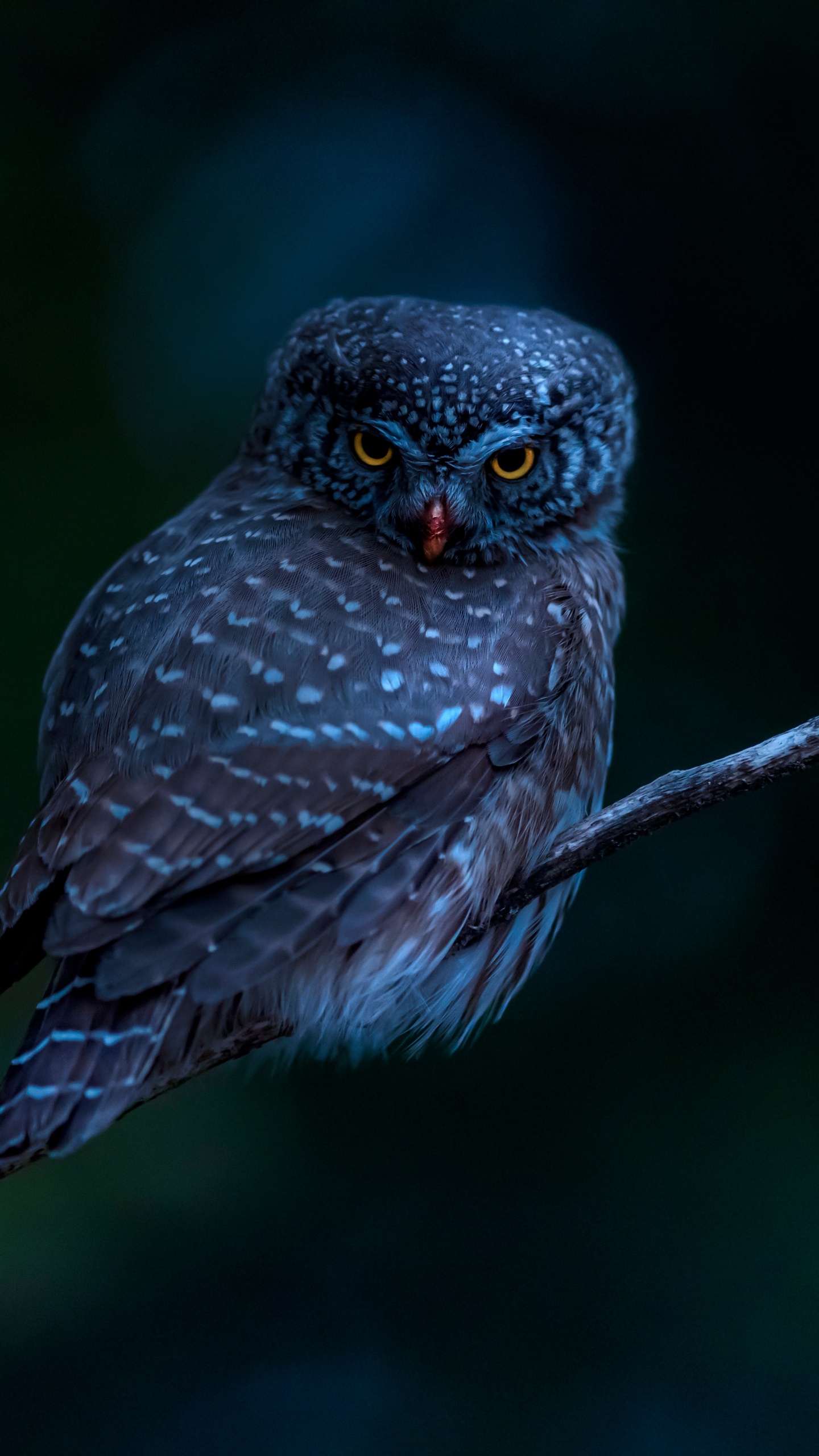 Eurasian pygmy owl Wallpaper 4K, Bird