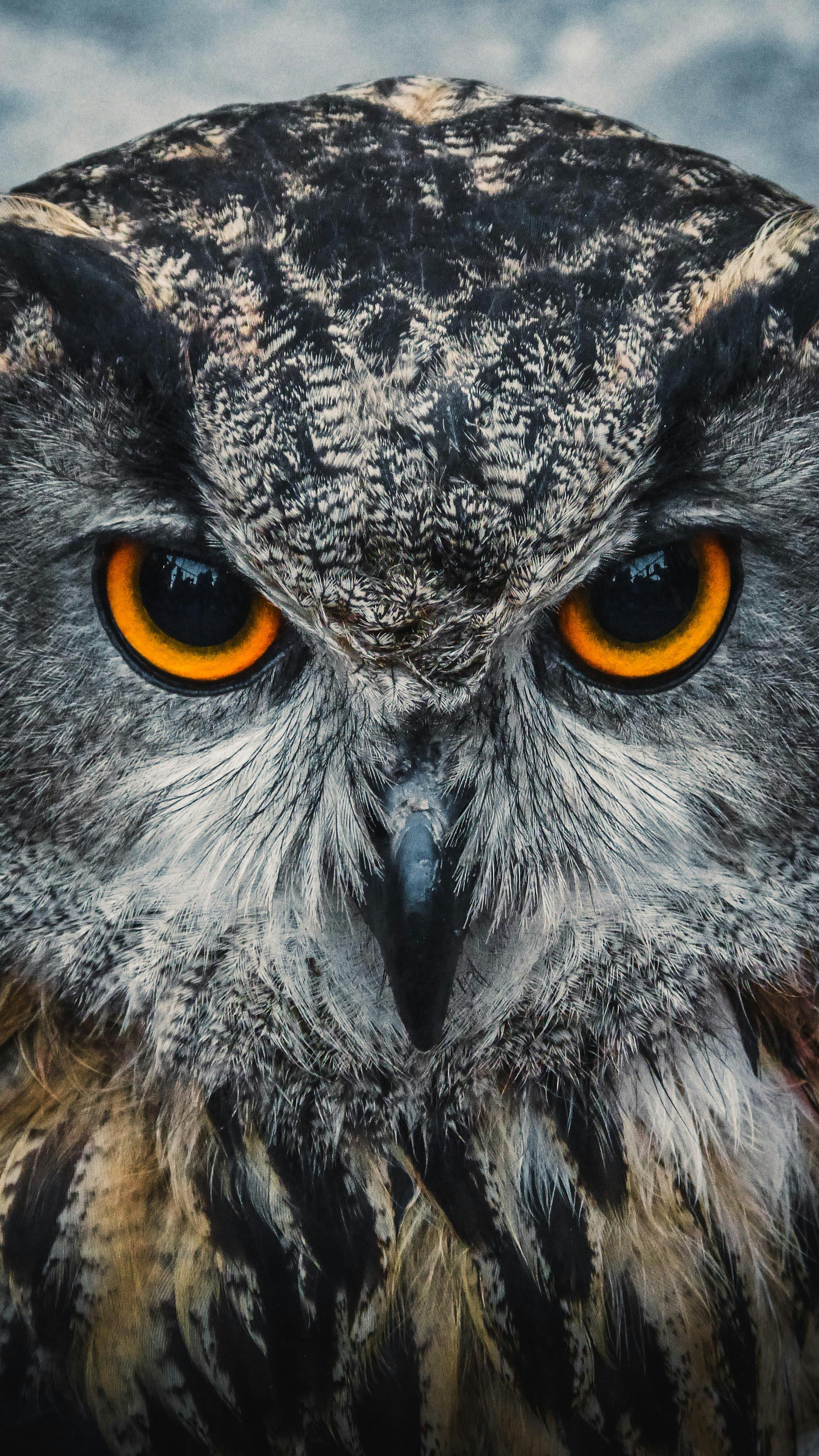 Close Up Of An Owl · Free