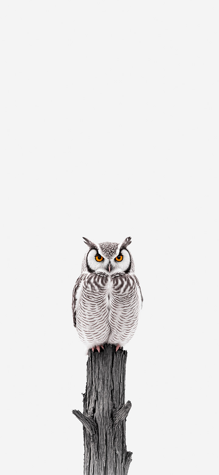 Owl sitting in white space 4K Phone