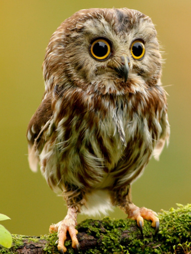 Cute Owl 4K UHD Wallpaper for UltraHD