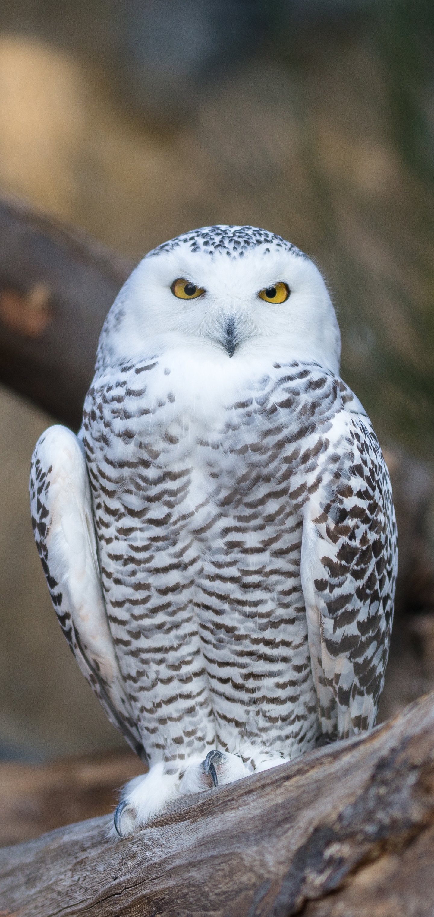 Bird Owl Animal Snowy Owl Phone Wallpaper