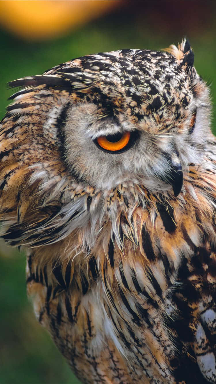 Owl Phone Wallpaper