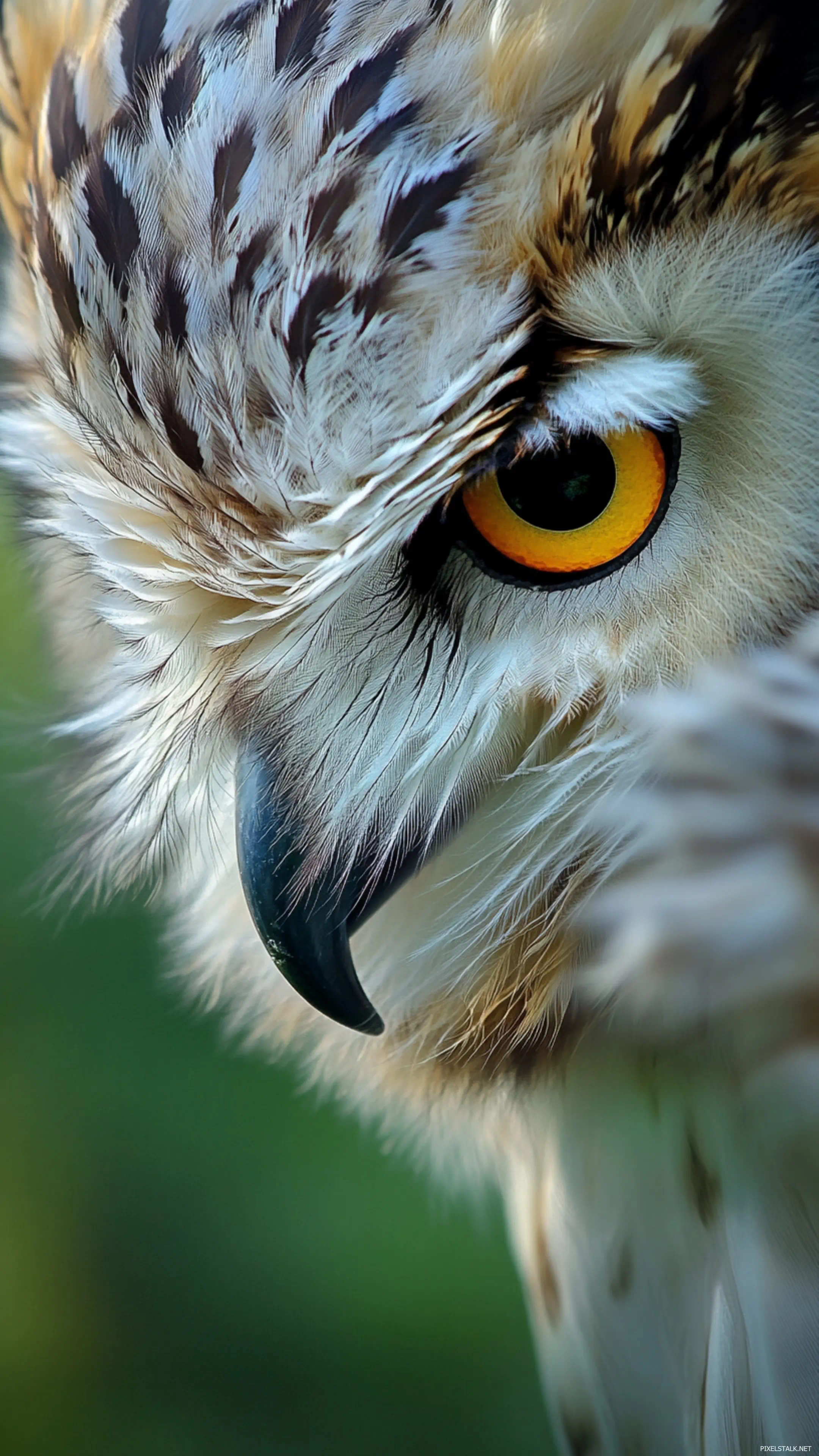 Owl Wallpaper For iPhone Free Download