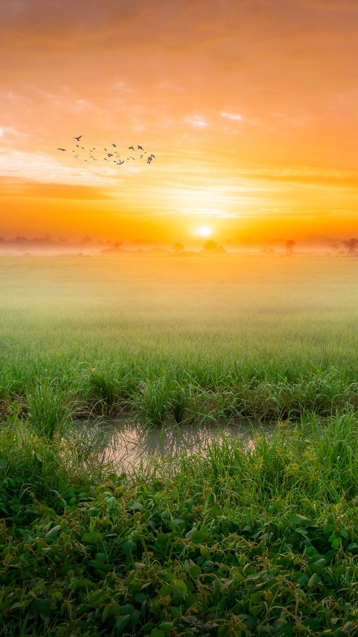 Sunrise Wallpaper 4K, Paddy fields