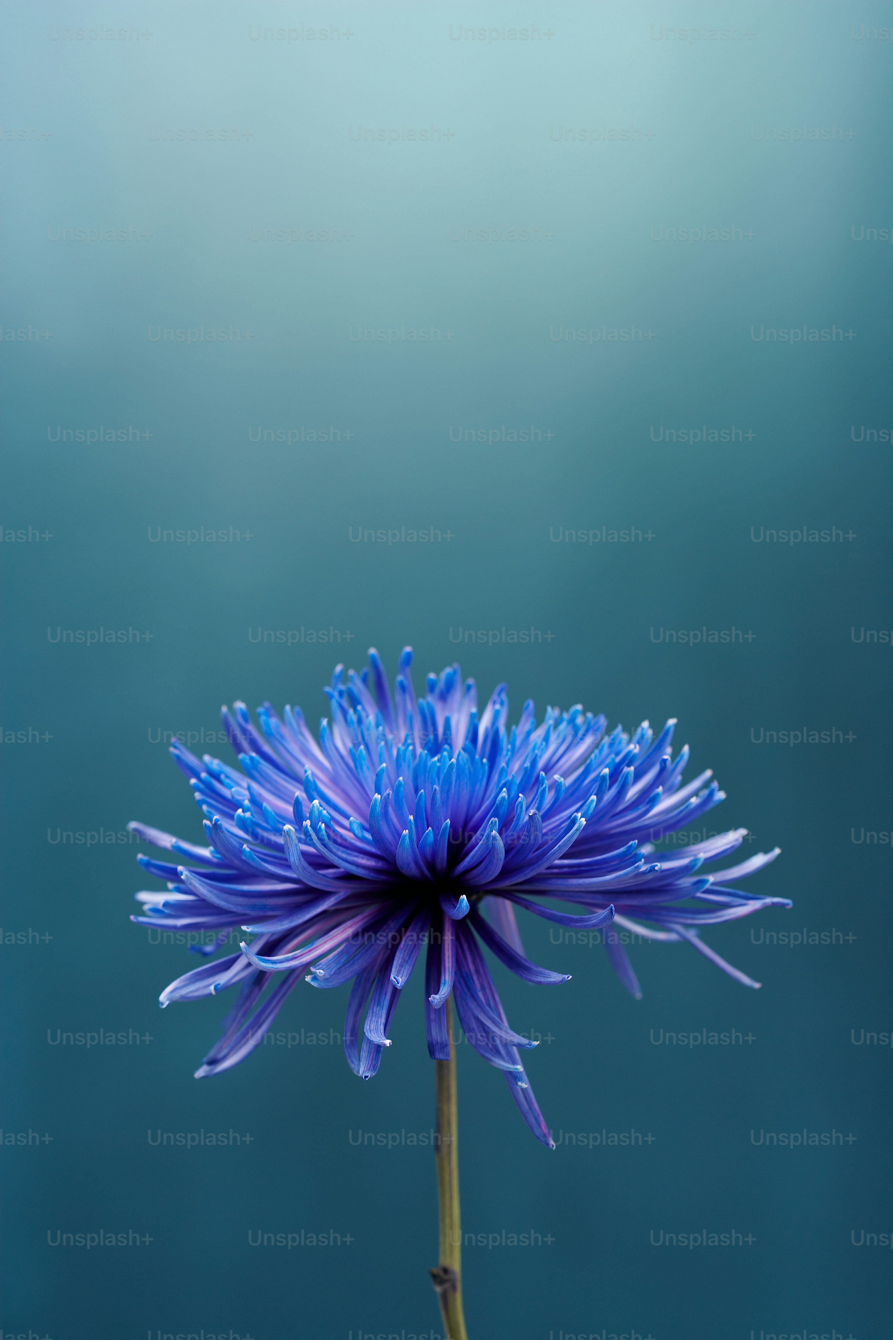 Blue Flower Picture HD