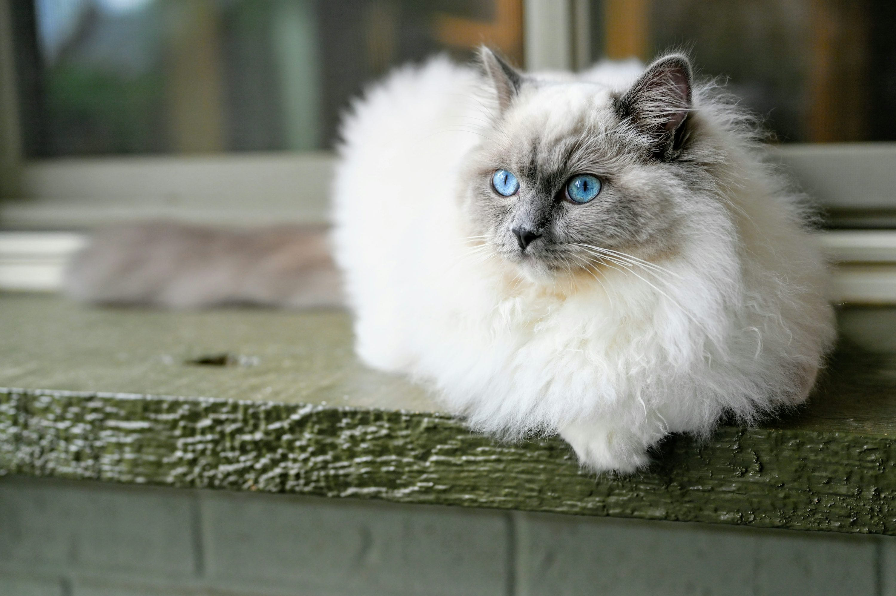 Ragdoll Cat Picture. Download Free