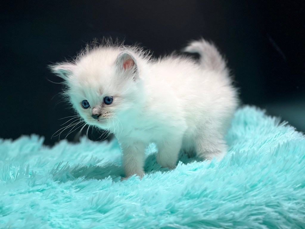 Blue Point Bicolor Ragdoll Kitten