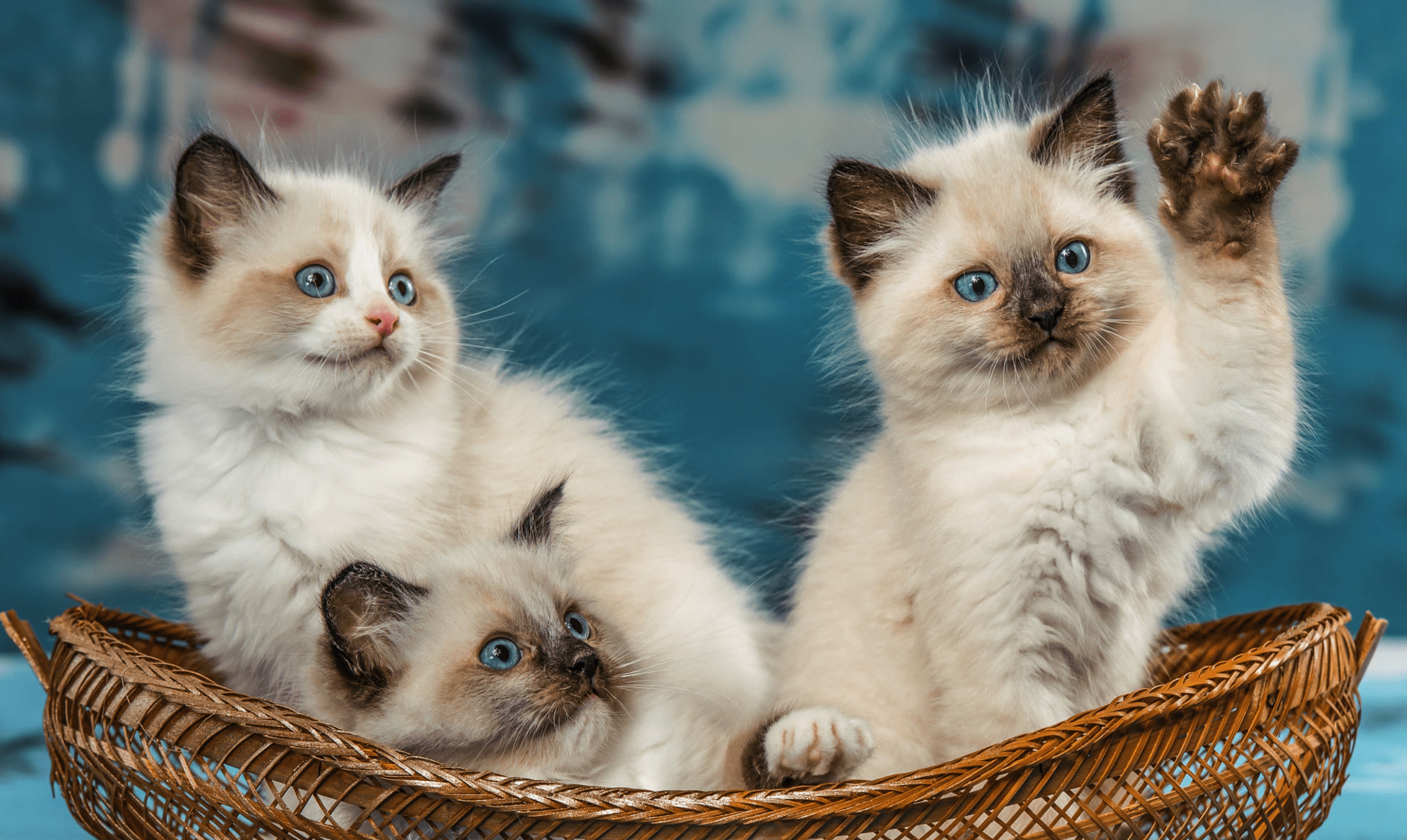 Ragdoll Kitten Animal Cat HD Wallpaper