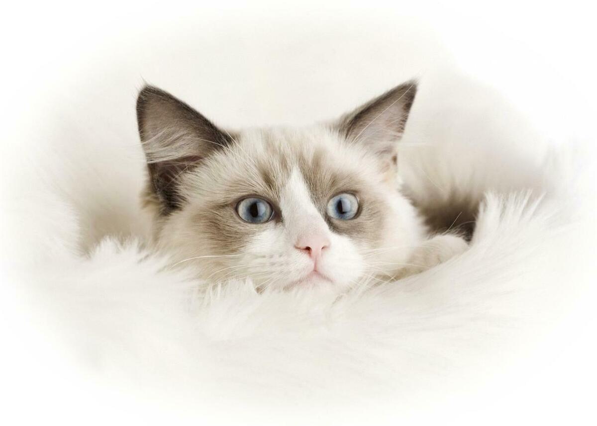 RAGDOLL CAT GLOSSY POSTER PICTURE PHOTO