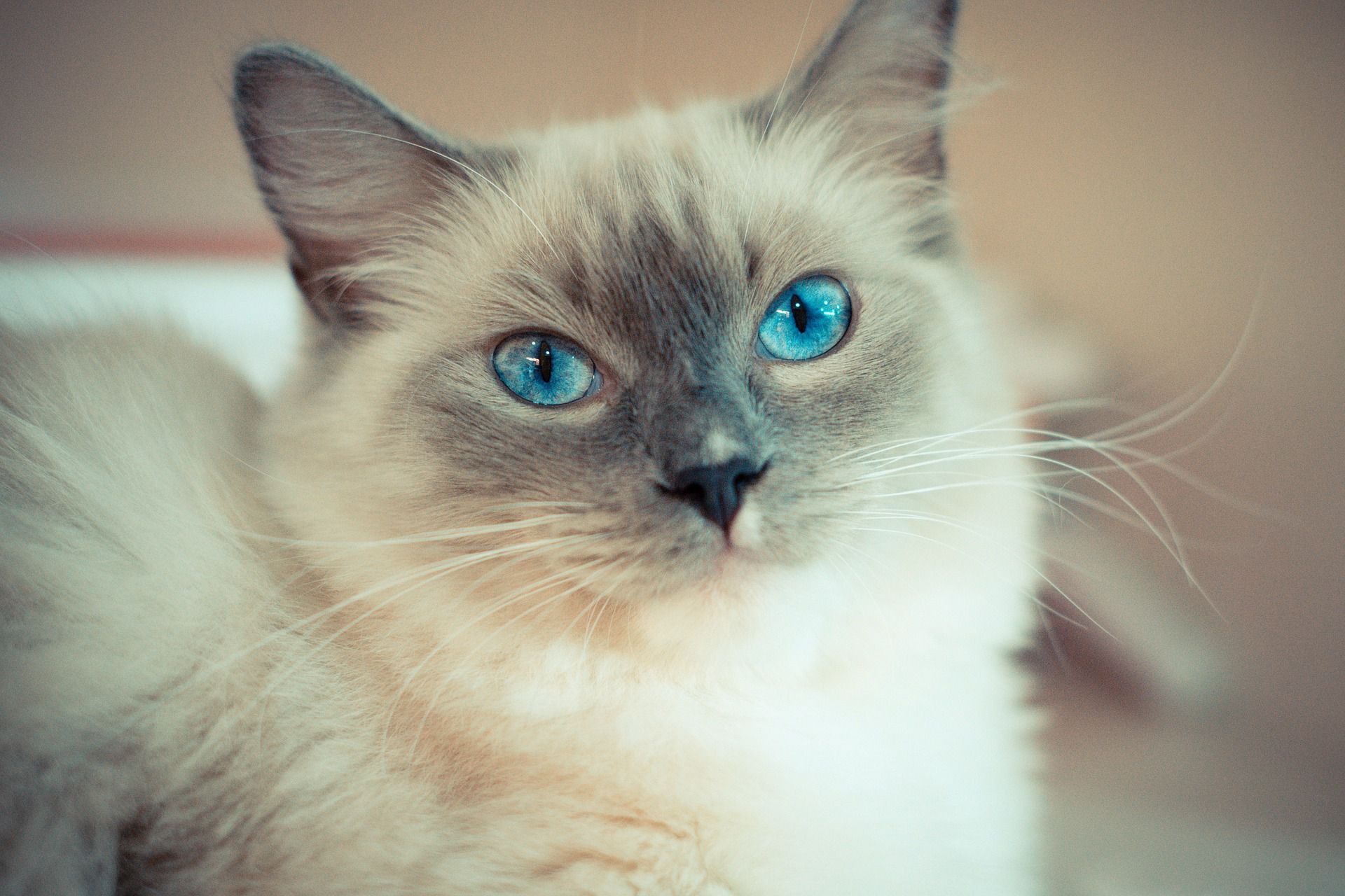 Cute Picture of Ragdoll Cats