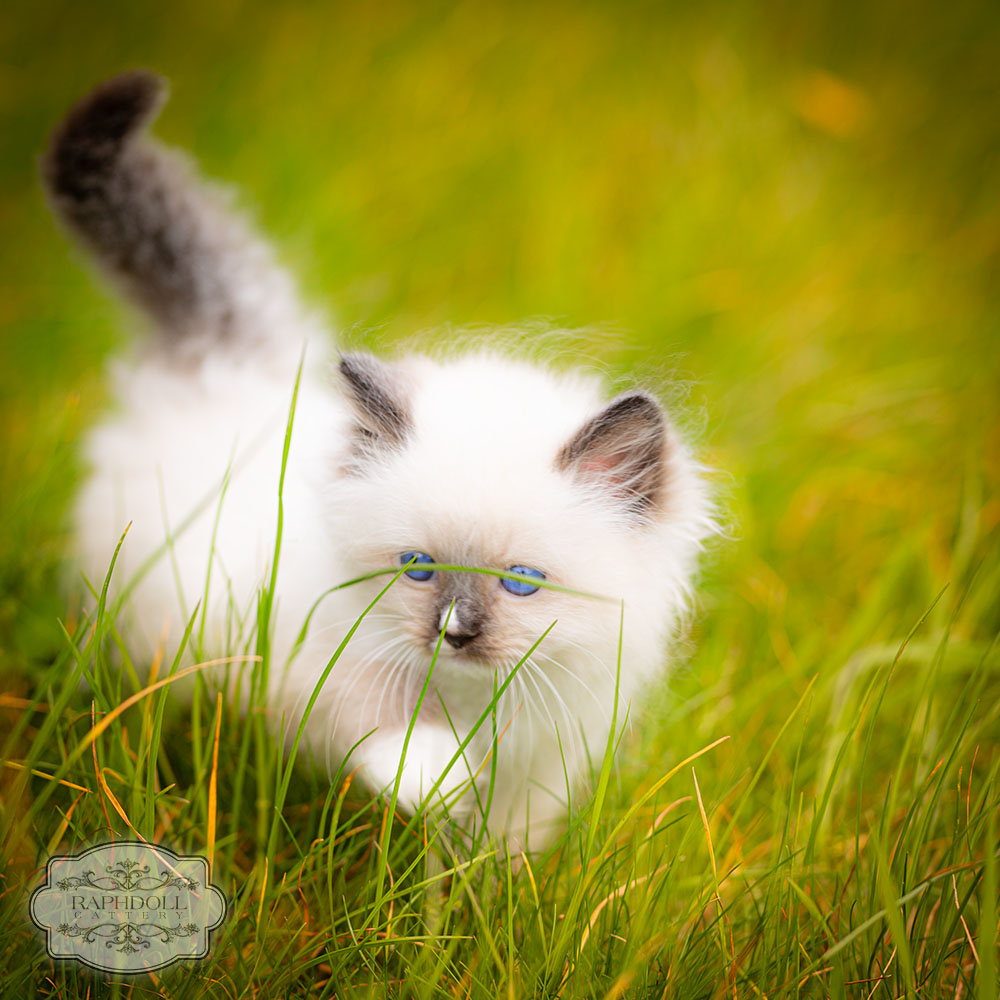 Sale Ragdoll Kitten Boy PJBG