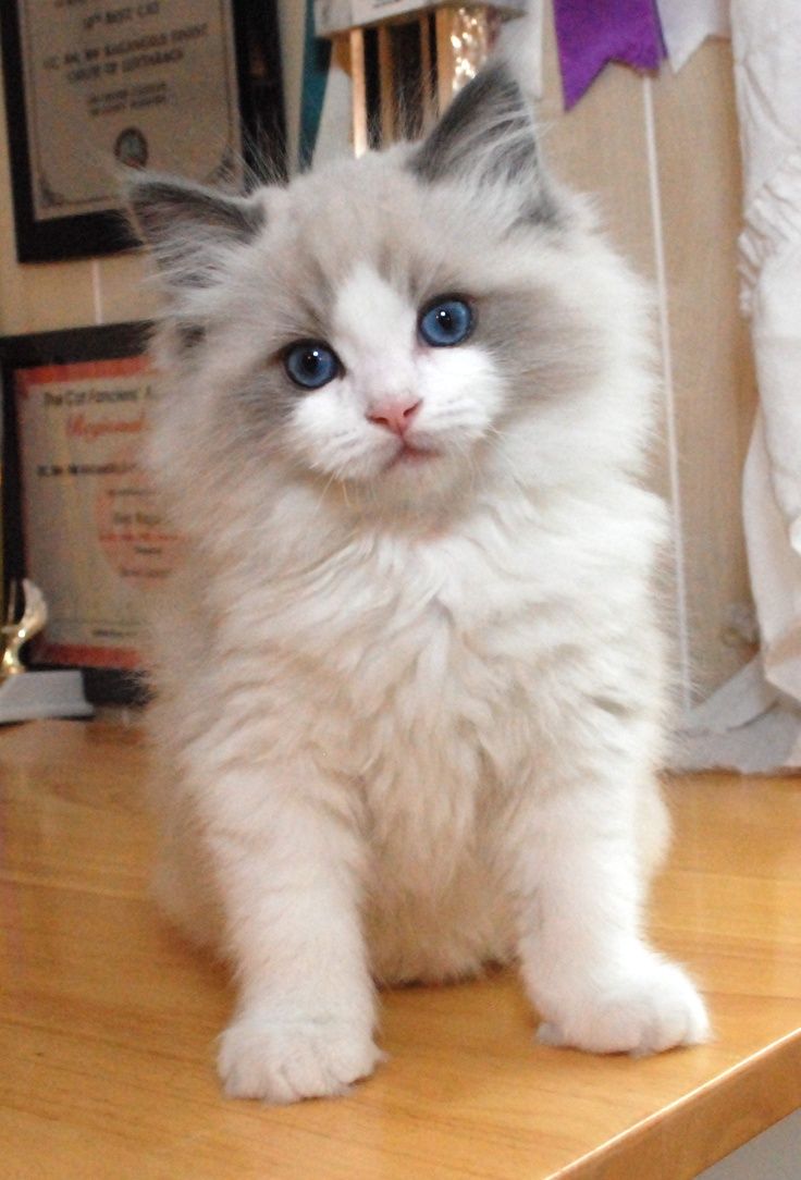 ragdoll kittens