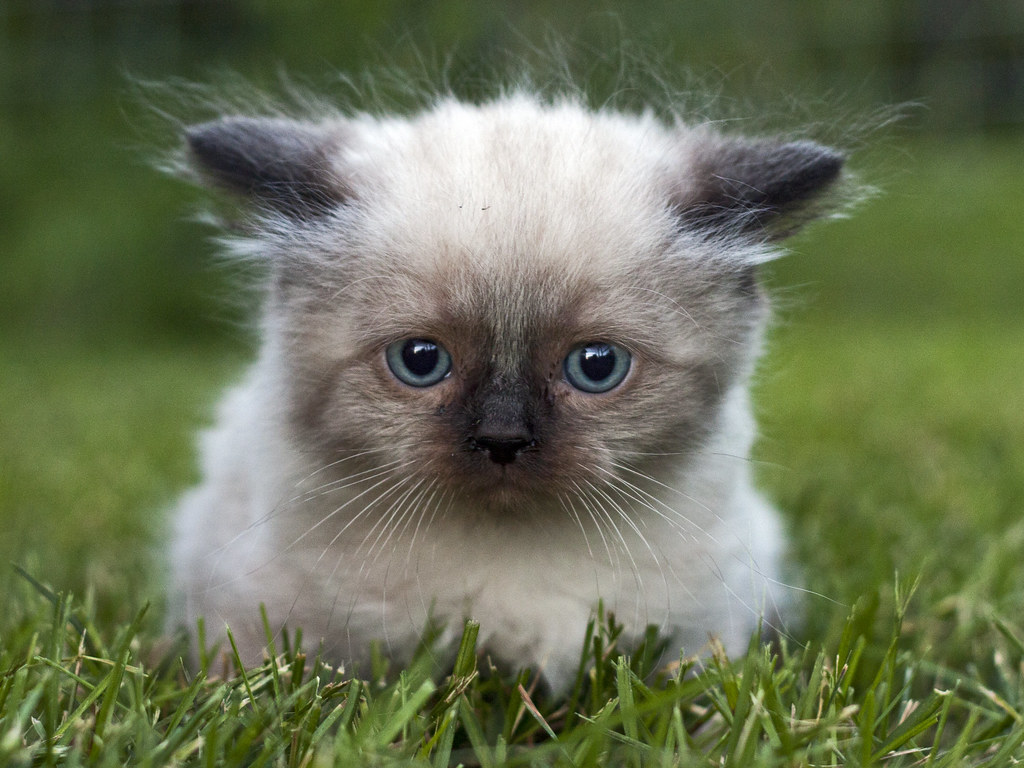 A Himalayan Ragdoll Kitten. Looks Much