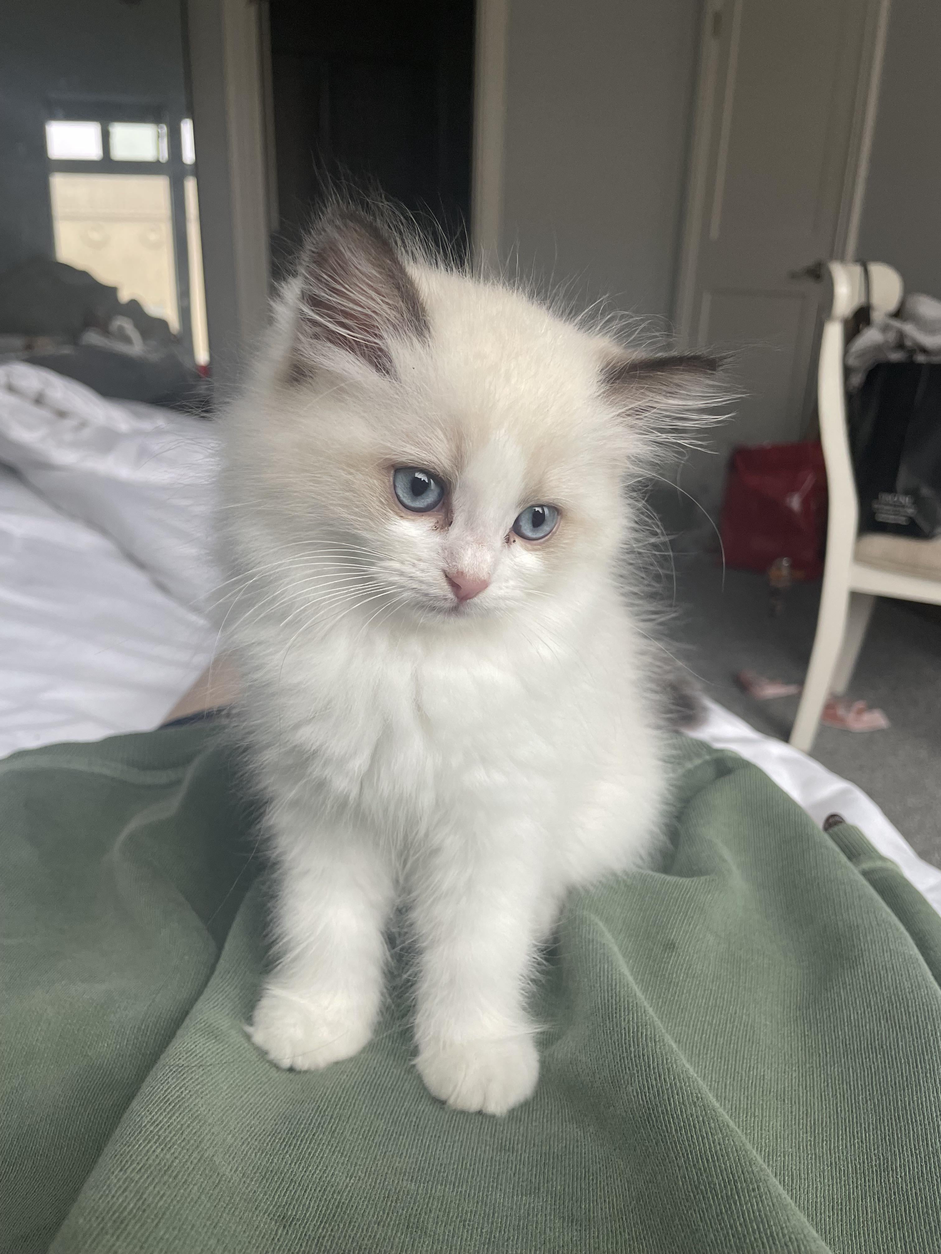 Let's see everyone's kitten pics!, r