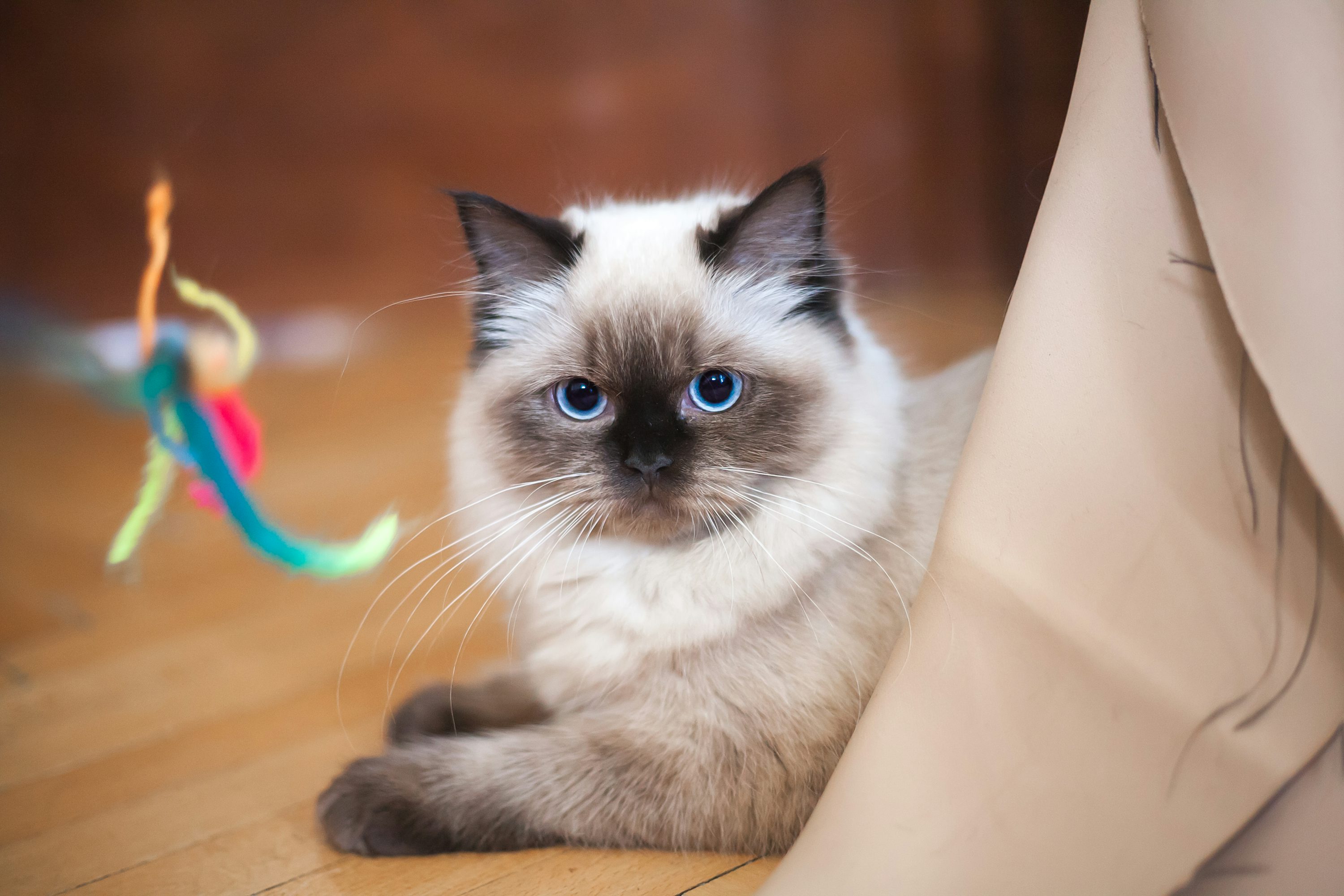 Ragdoll Cat Picture. Download Free