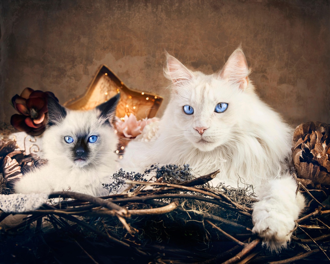 Cat Portrait Ragdoll Kitten