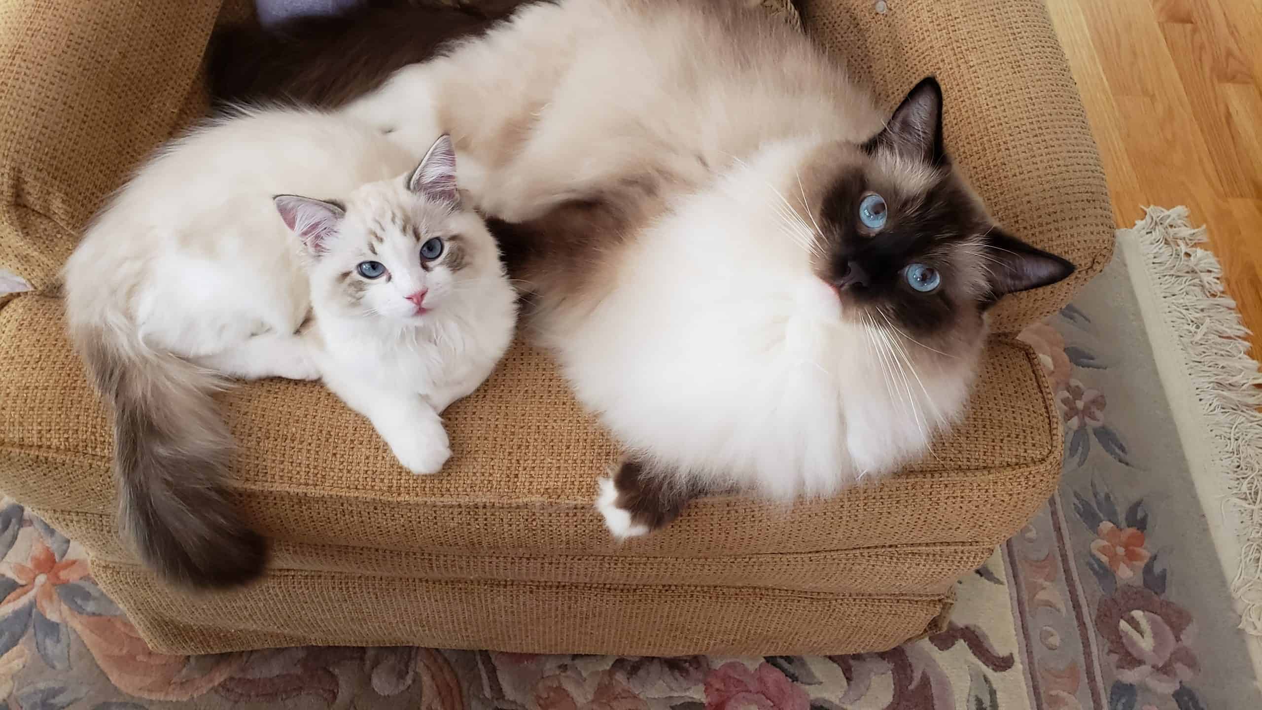 Olivia Kitten of the Month