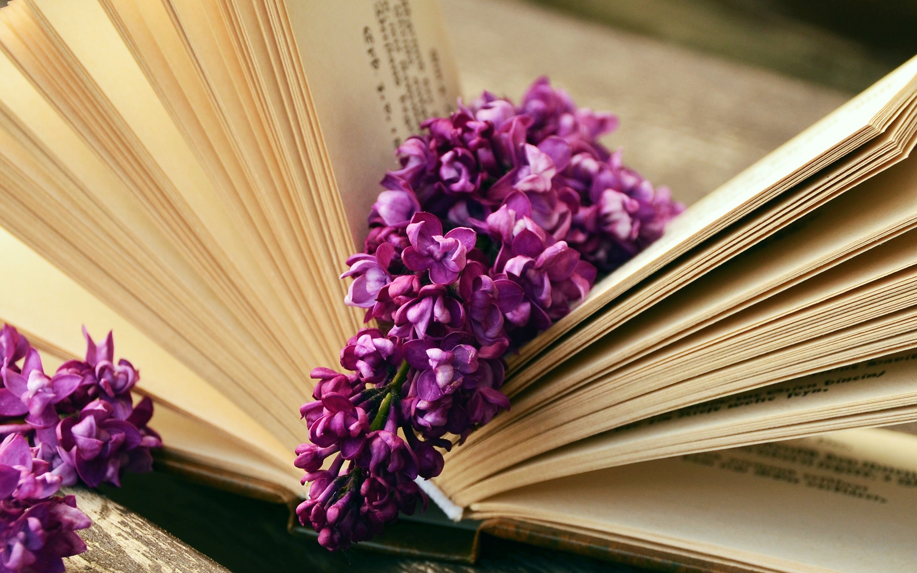 wallpaper for desktop, laptop. ni22