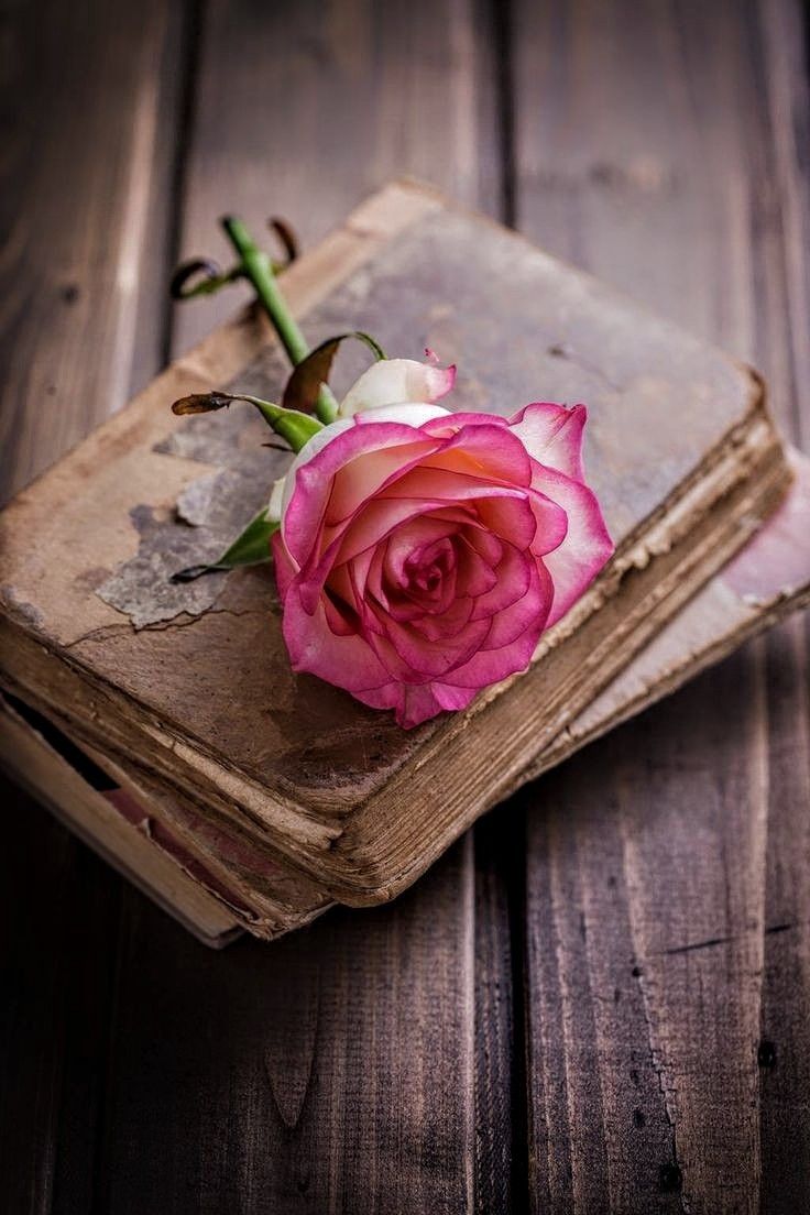 libros. Beautiful rose flowers, Book flowers, Beautiful flowers wallpaper