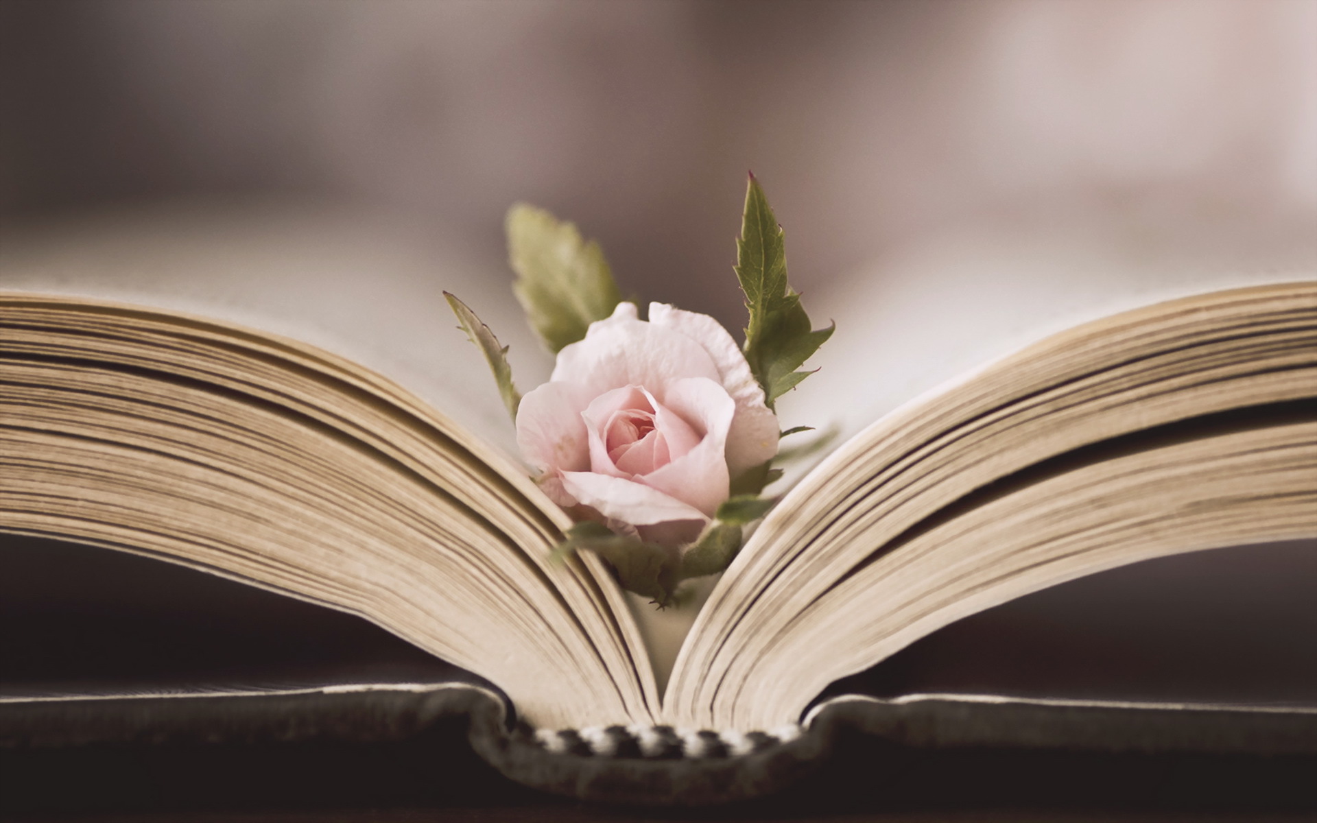 Wallpaper flower, rose, book for mobile