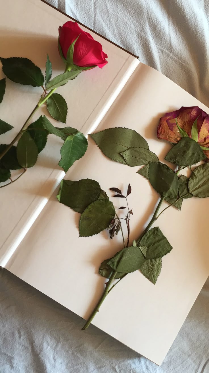 Book flowers, Rose flower wallpaper