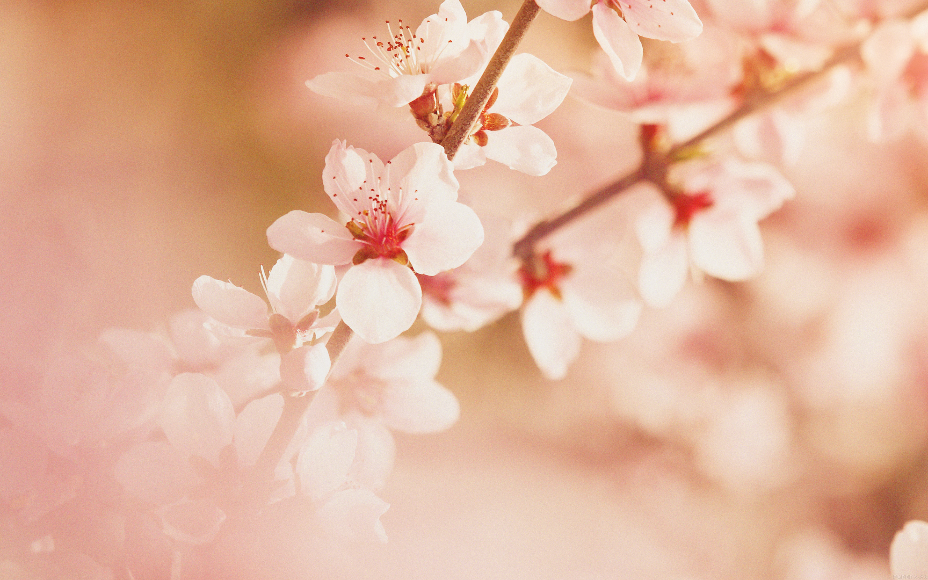 Spring Flower Sullysully Cherry