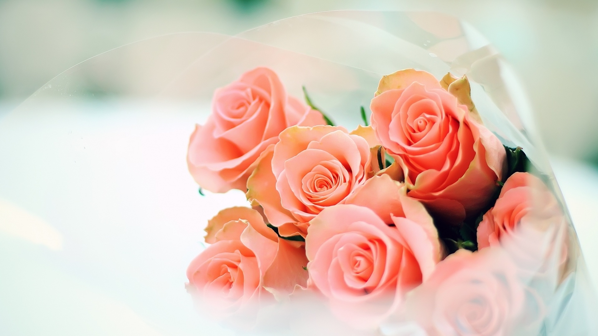 Peach Roses Flower Hd Wallpaper 1920