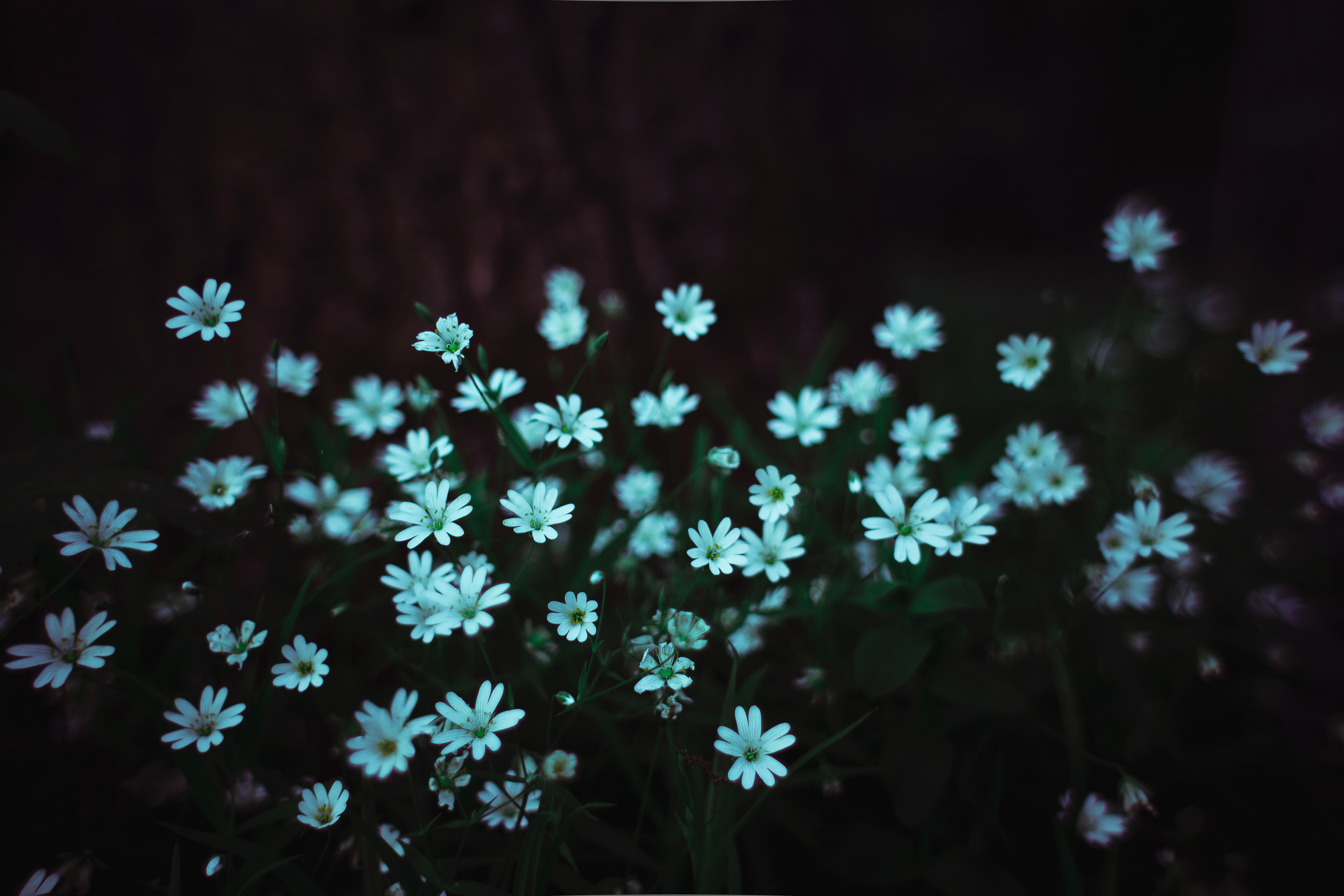 Wallpaper flowers, blue, dark, spring