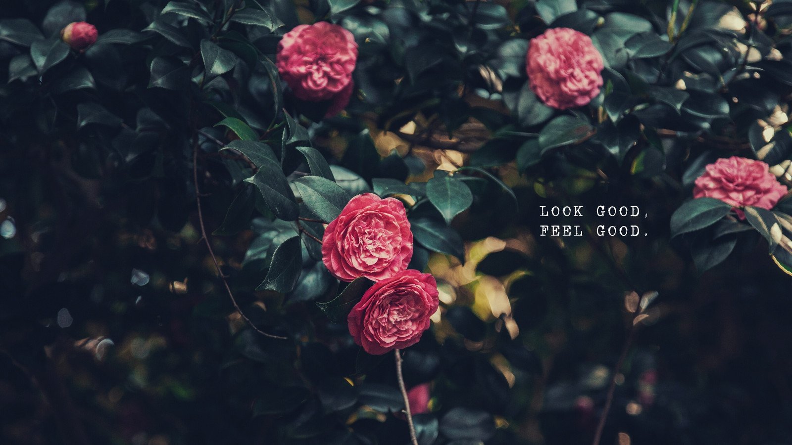 spring desktop wallpaper