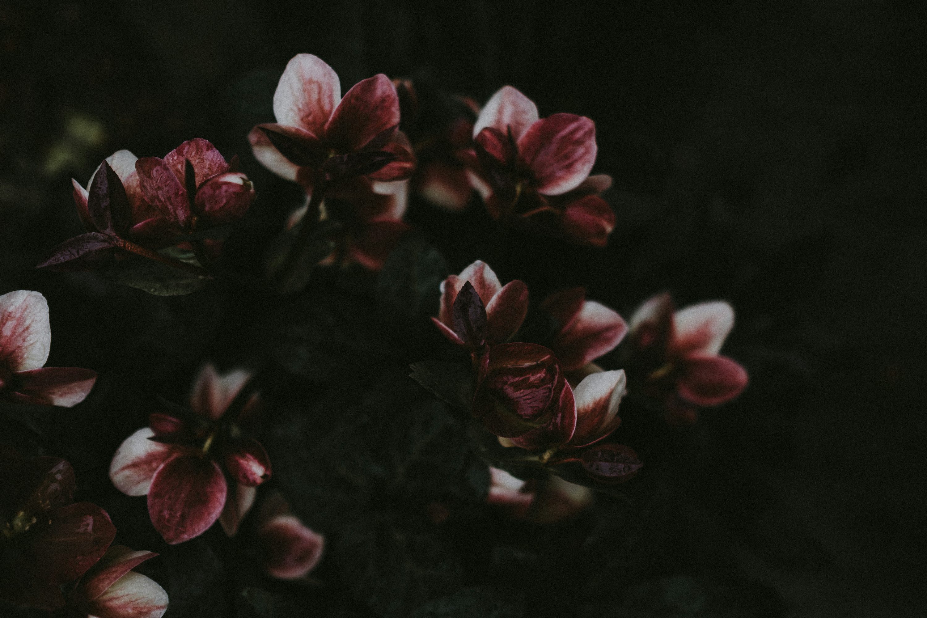 30,Dark Flowers Picture