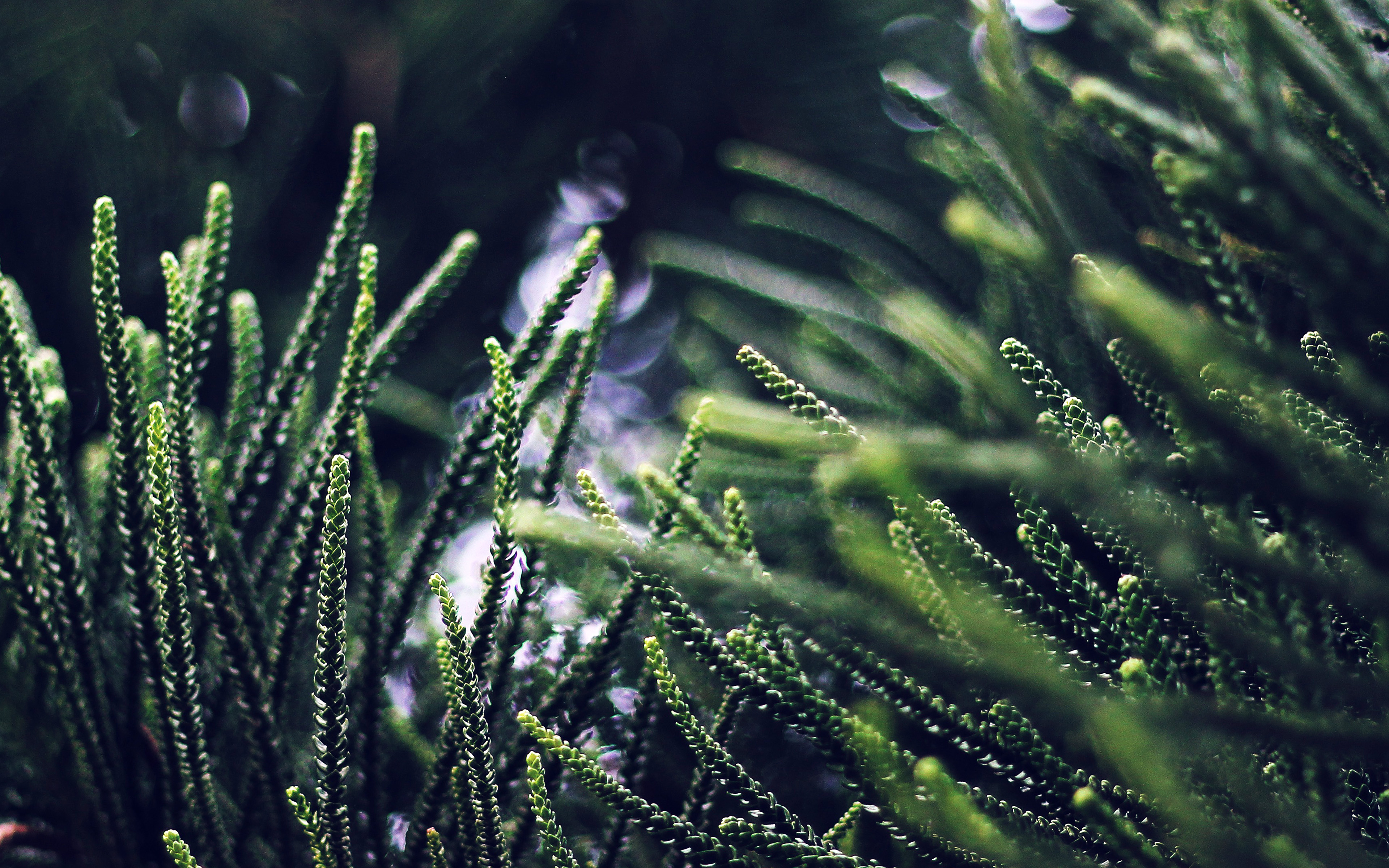 wallpaper for desktop, laptop. nl77