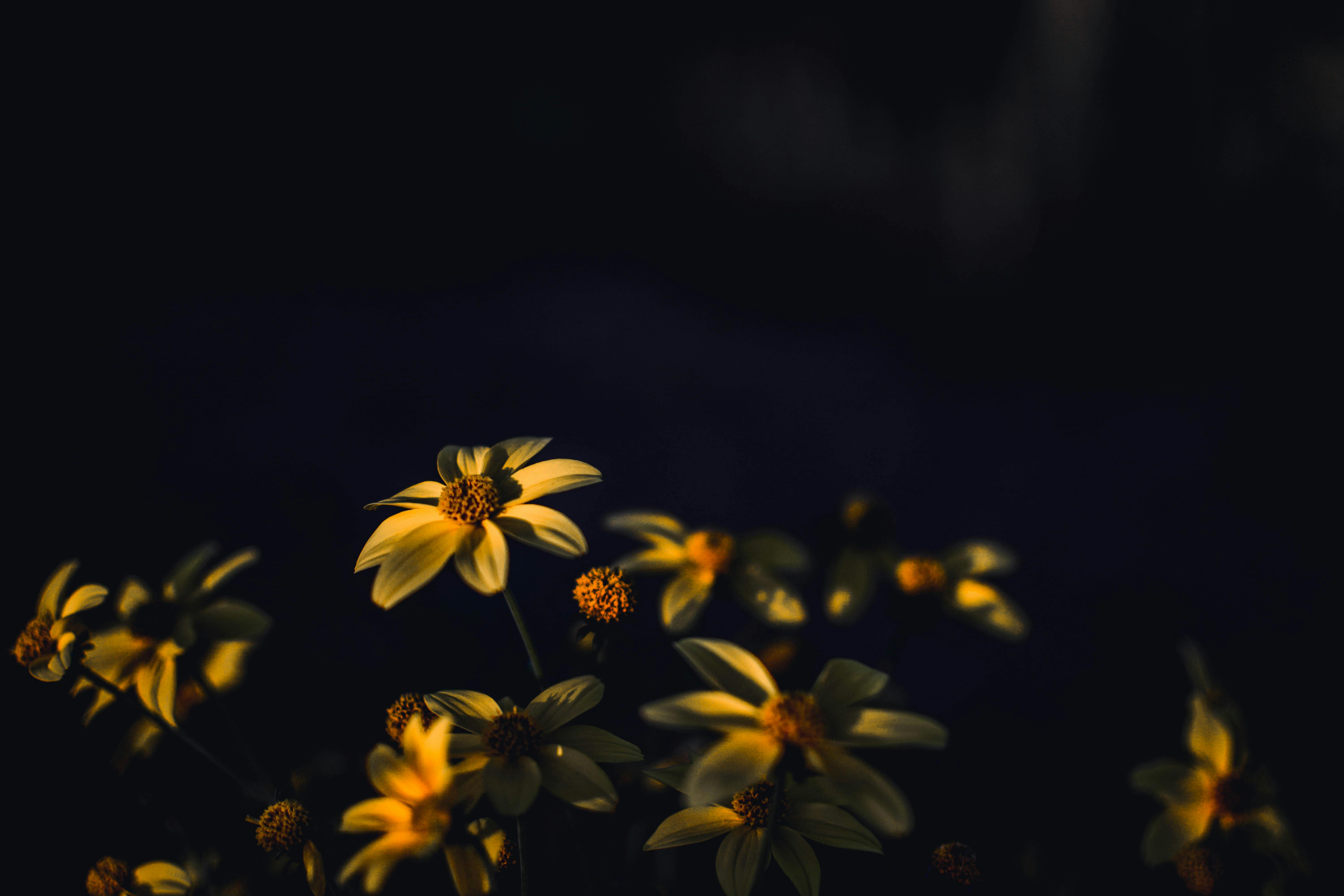 Dark Flower Photo, Download The BEST