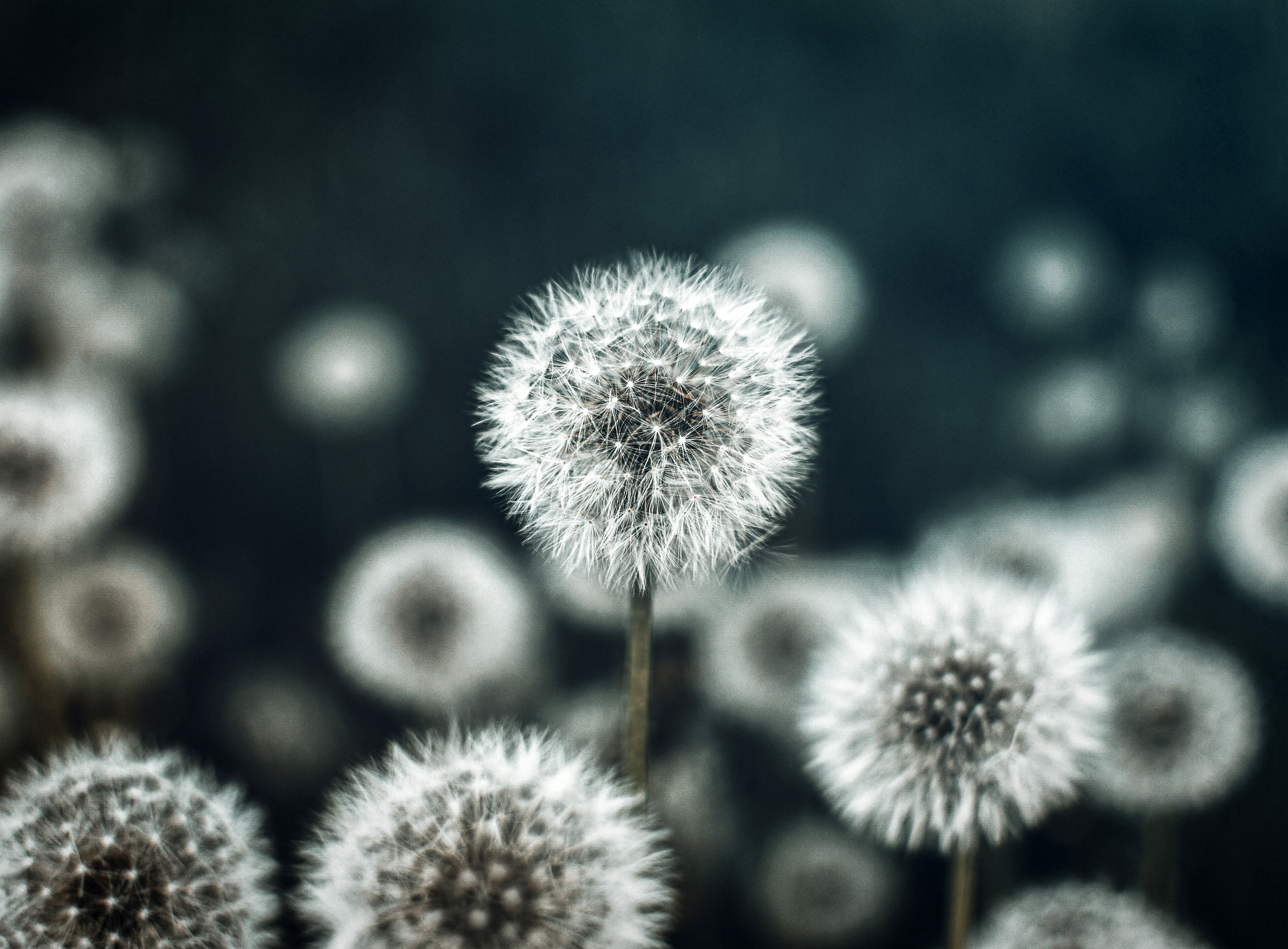 Dandelion flower Wallpaper 4K, Flower