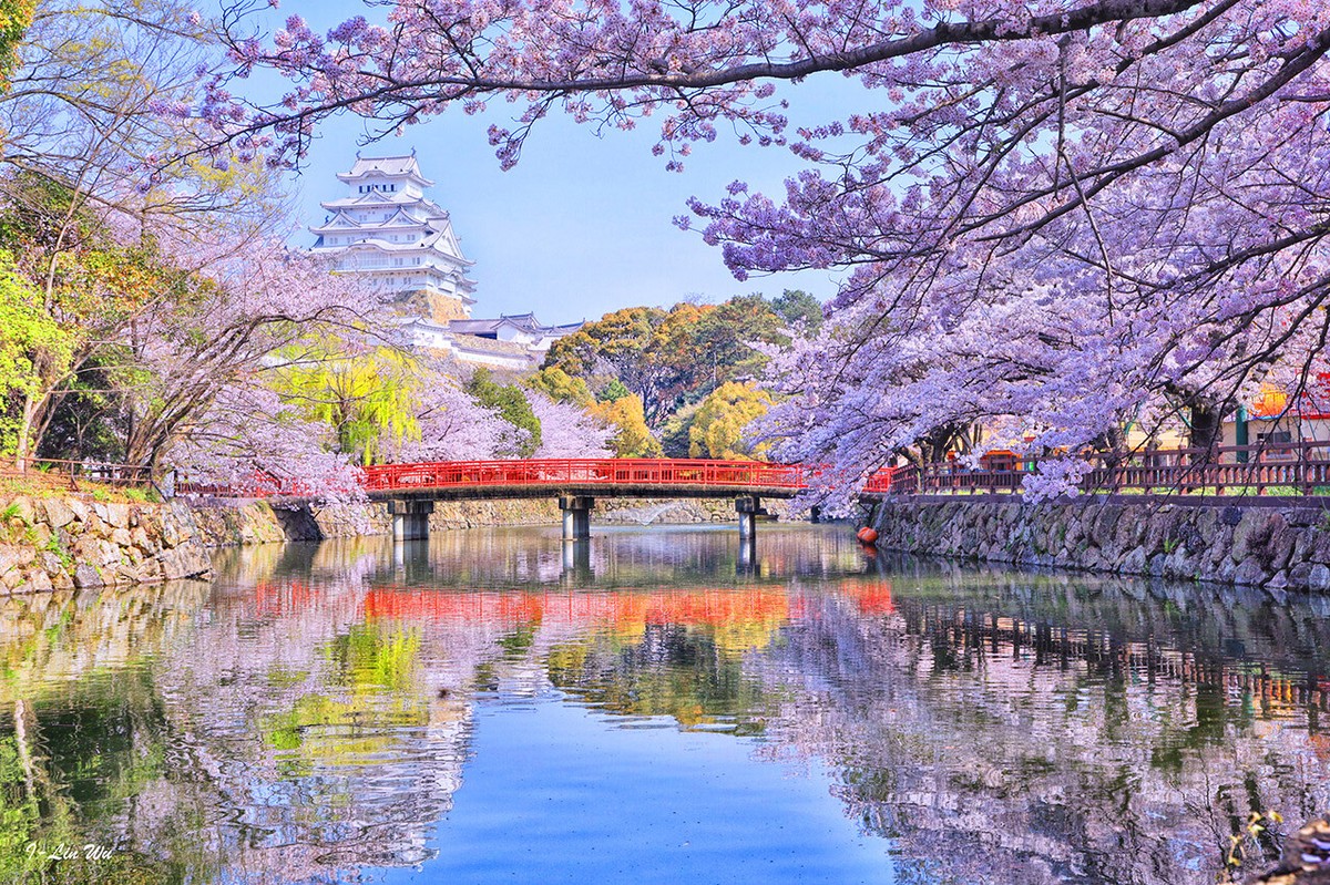 10x8FT Cherry Sakura Trees River