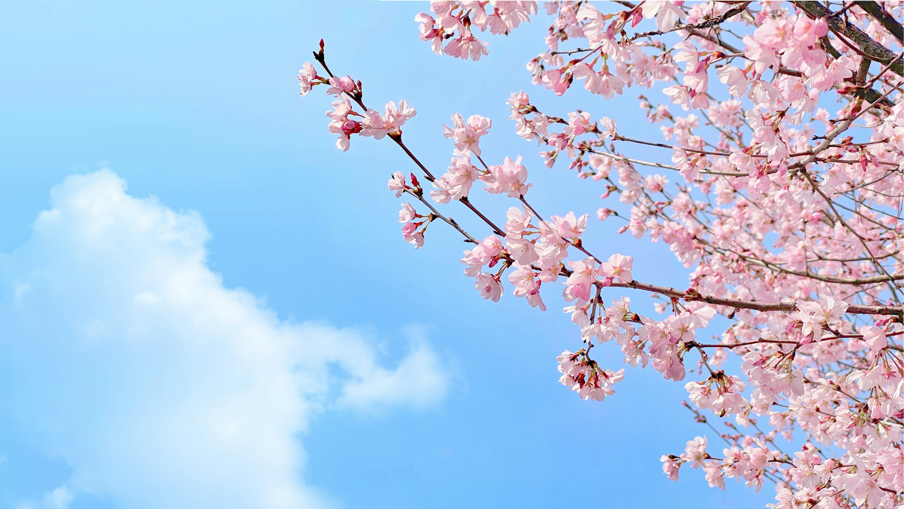 Spring Wallpaper: Free HD Download