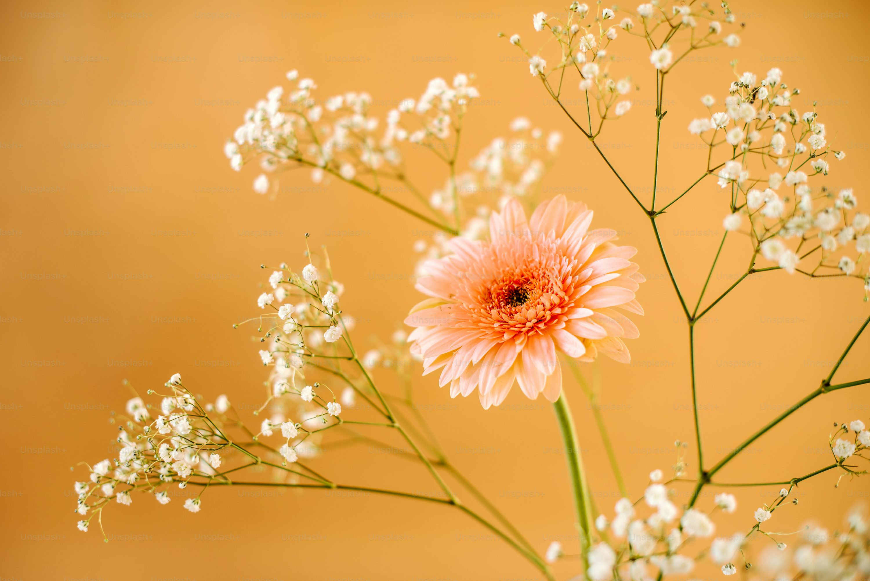 Flower Desktop Wallpaper Picture