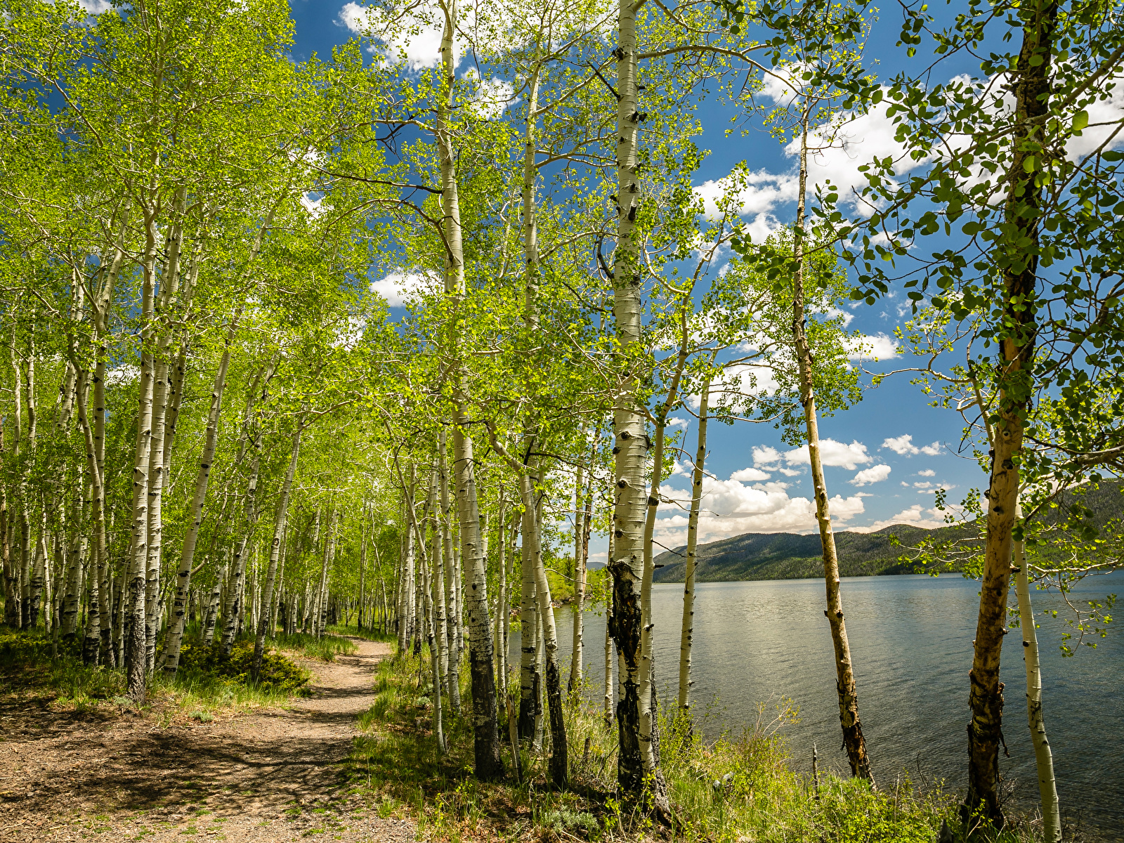 Picture USA Utah Trail Birch Spring