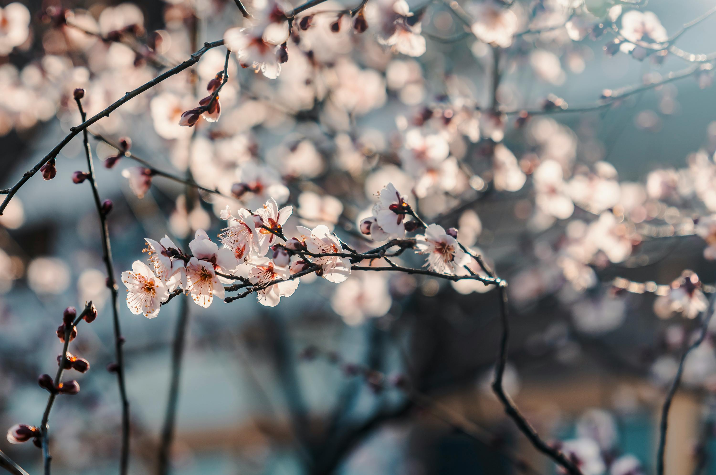Elegant Cherry Blossom Branches