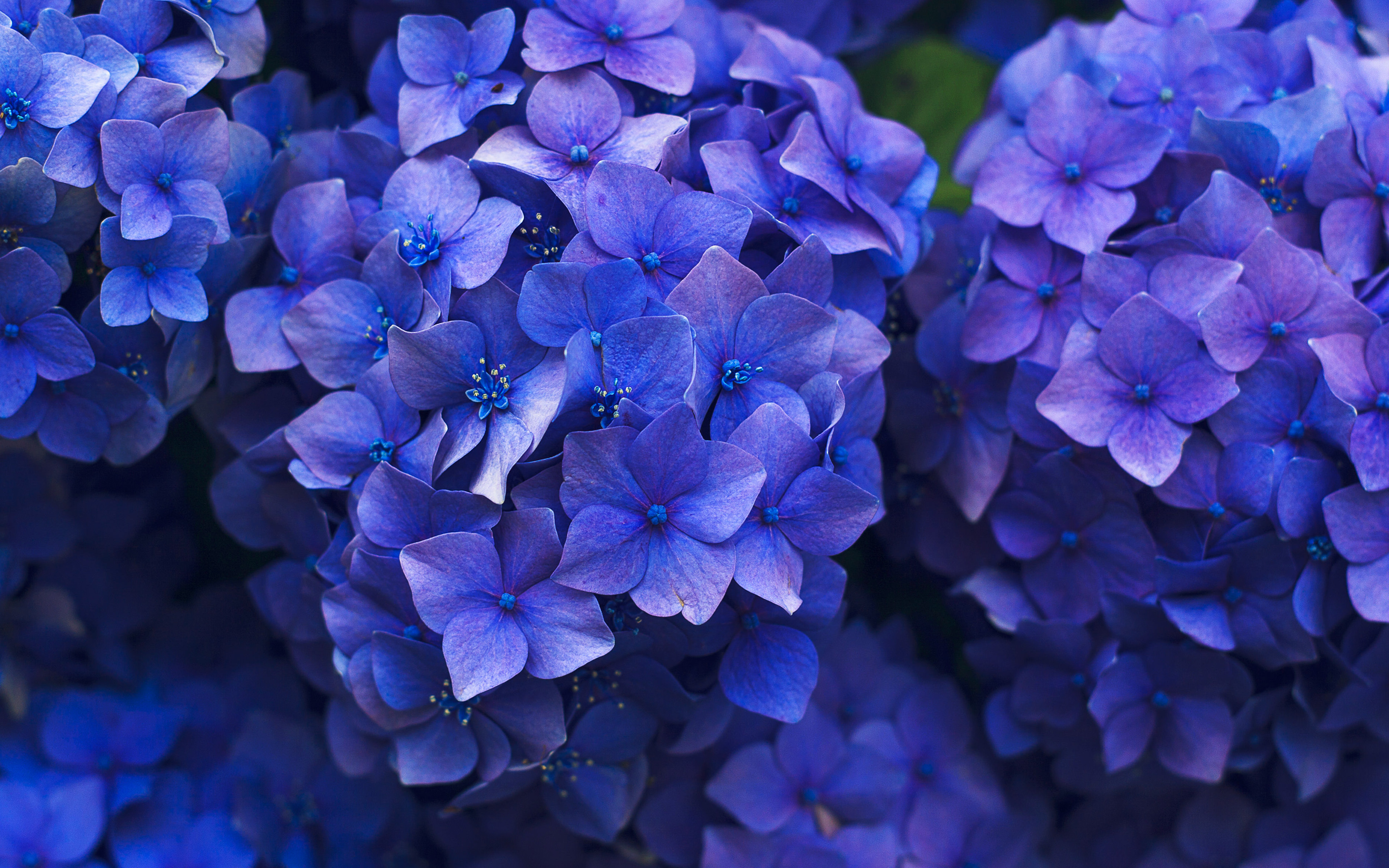 Flower Spring Blue Purple Nature