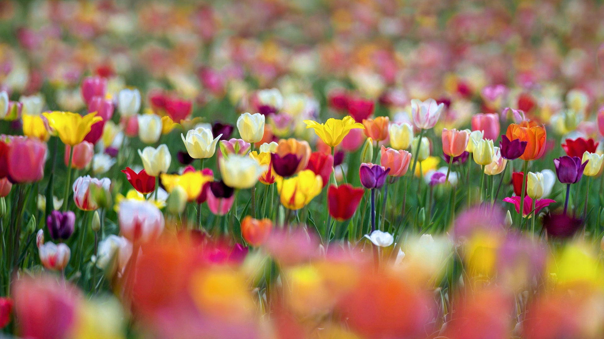 Download Blur Spring Flower Nature