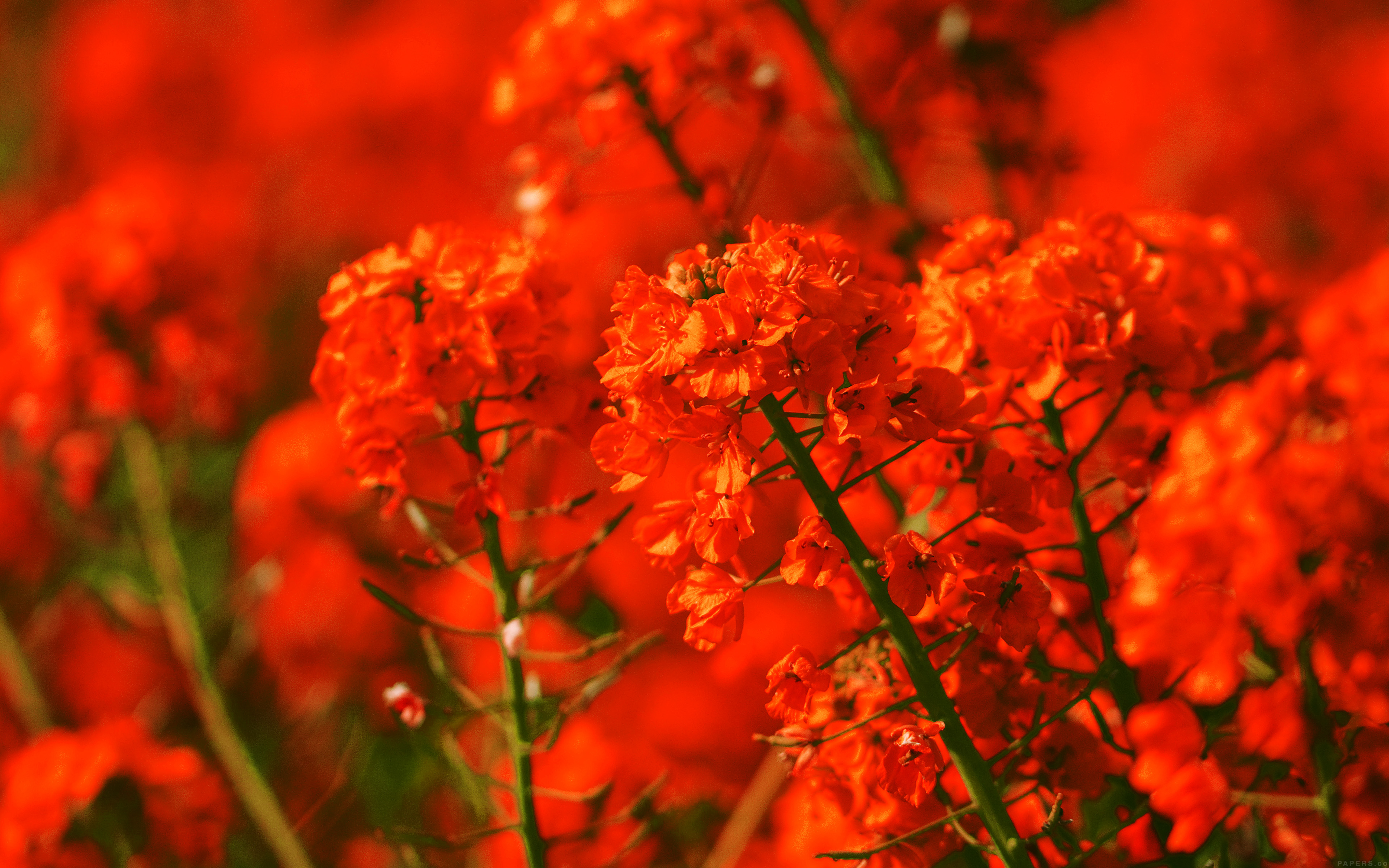 Red Flower Spring Fun Nature