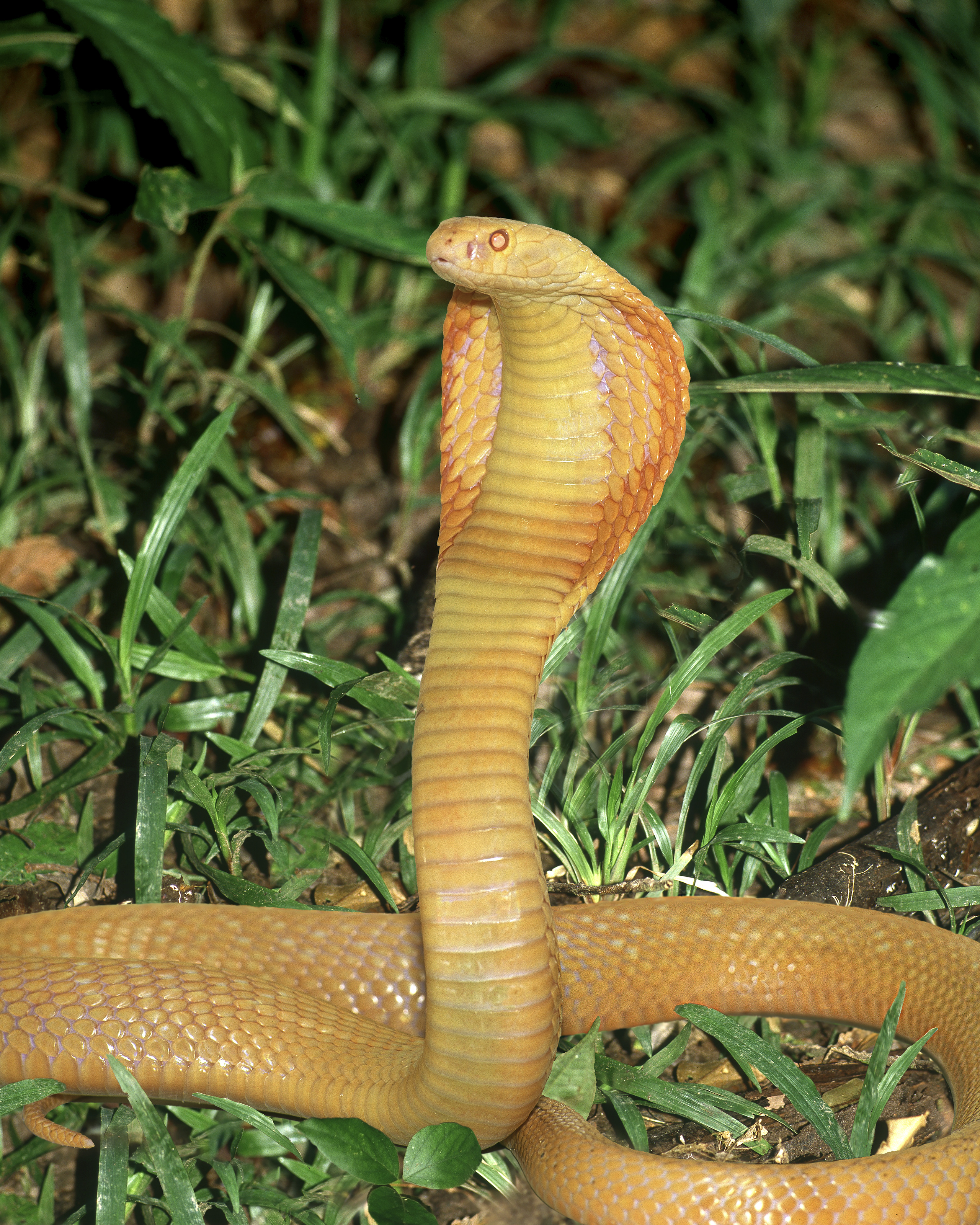 Albino Cobra Mural Zuckerman